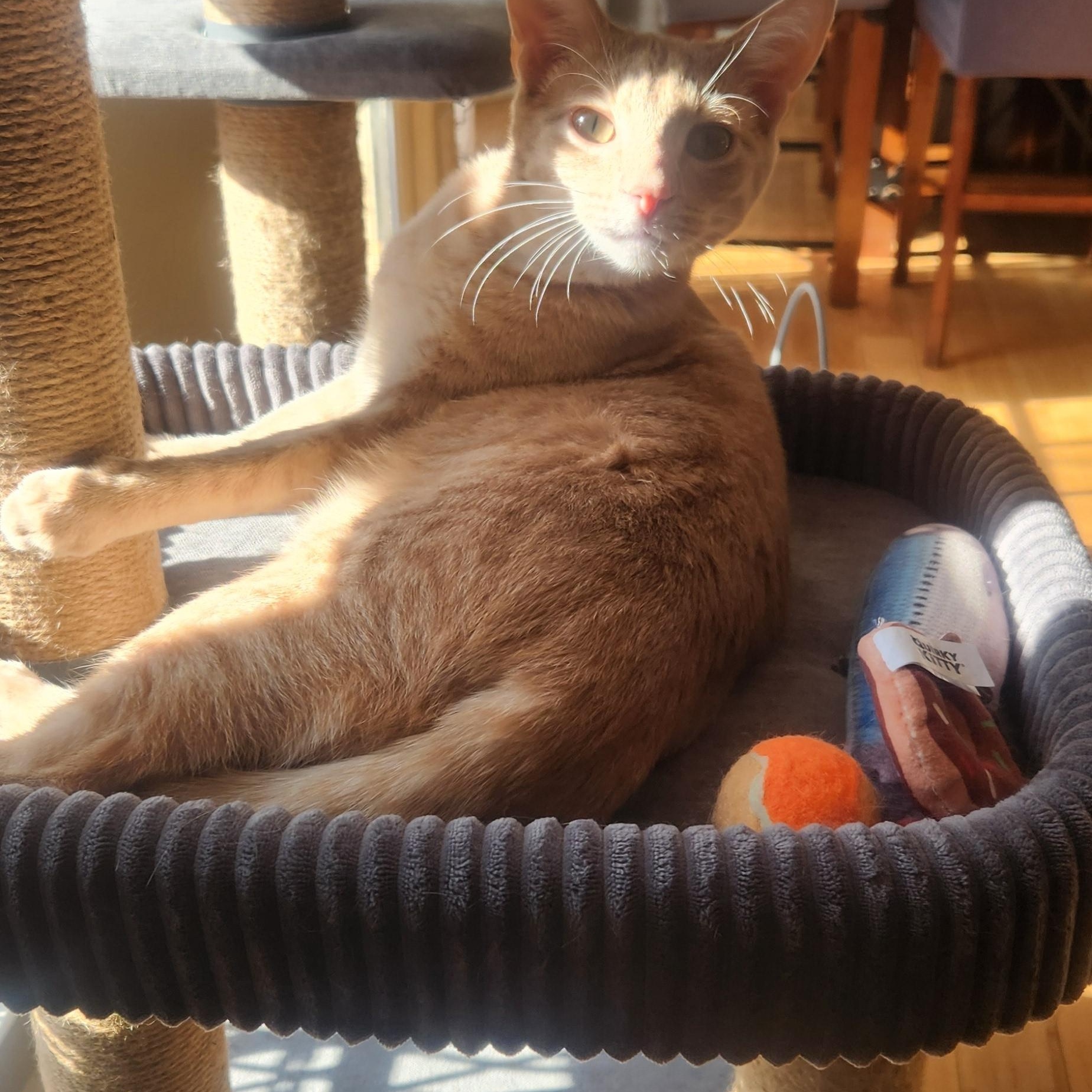 Enlarge Sunny, a Adoptable mixed breed in Charlotte, NC image 2/4