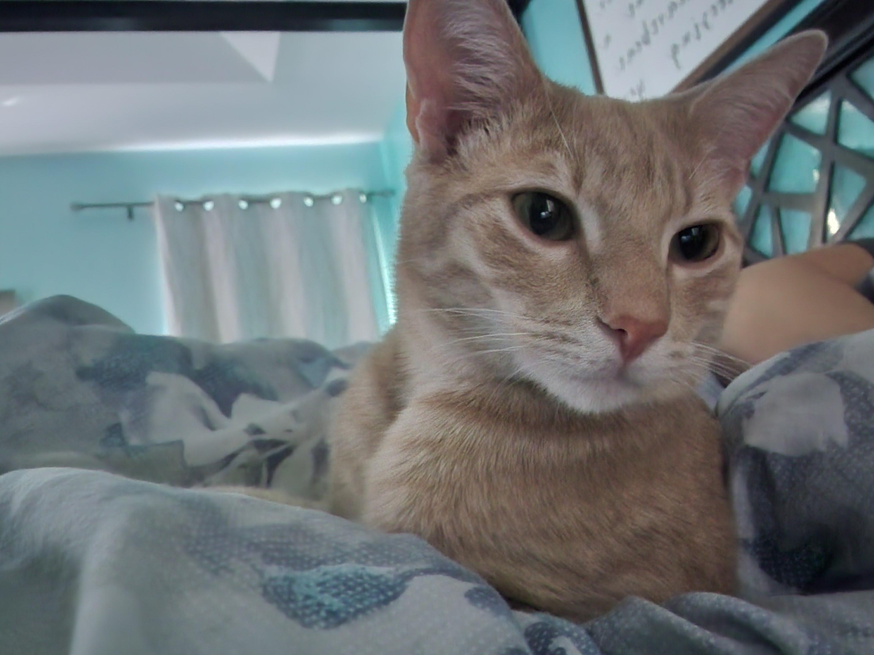 Sunny, Adoptable, Young Male Domestic Short Hair.