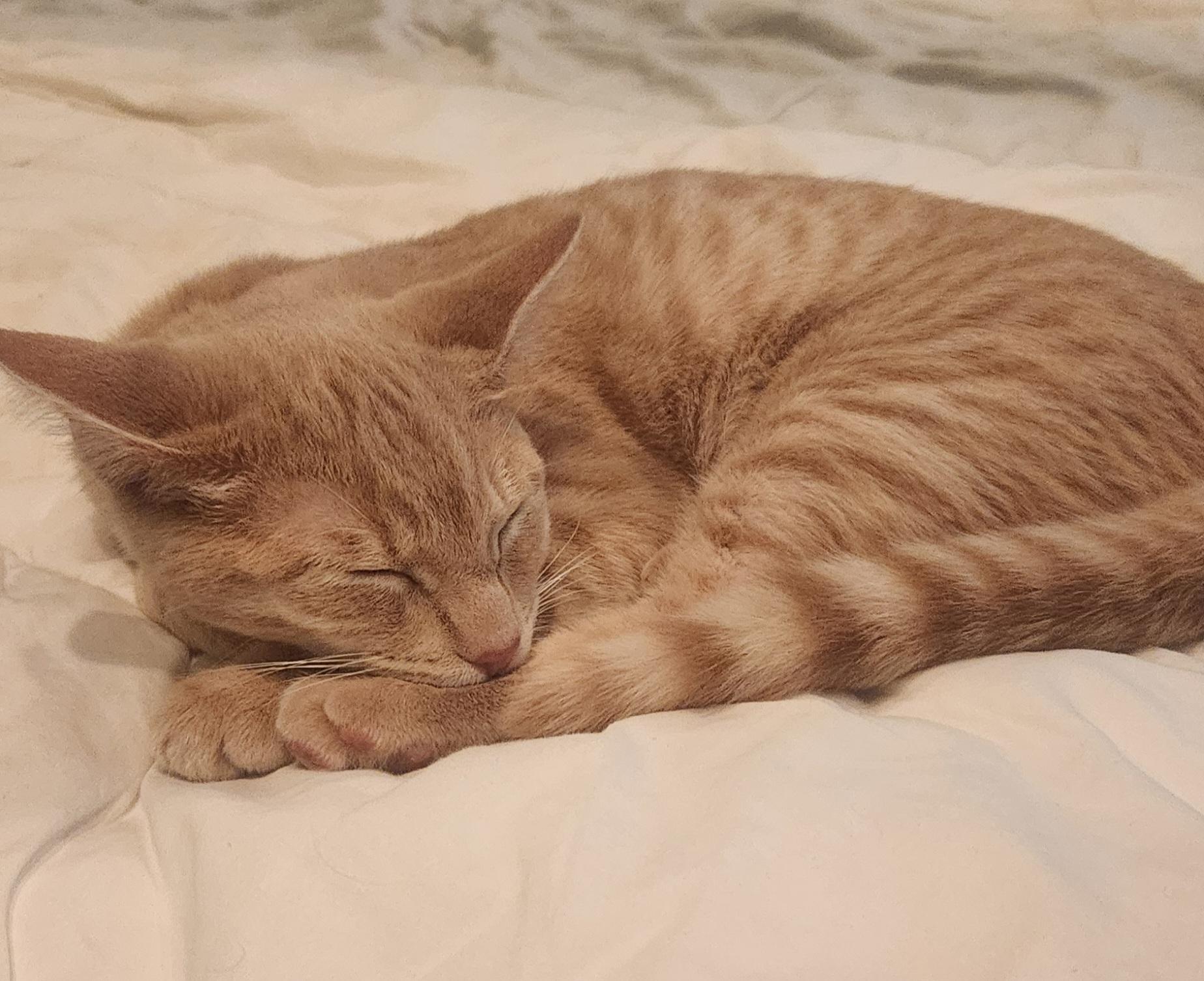 Enlarge Sunny, a Adoptable mixed breed in Charlotte, NC image 4/4