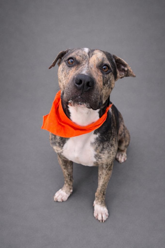 Captain Underpants, Adoptable, Adult Male Catahoula Leopard Dog & Mixed Breed.