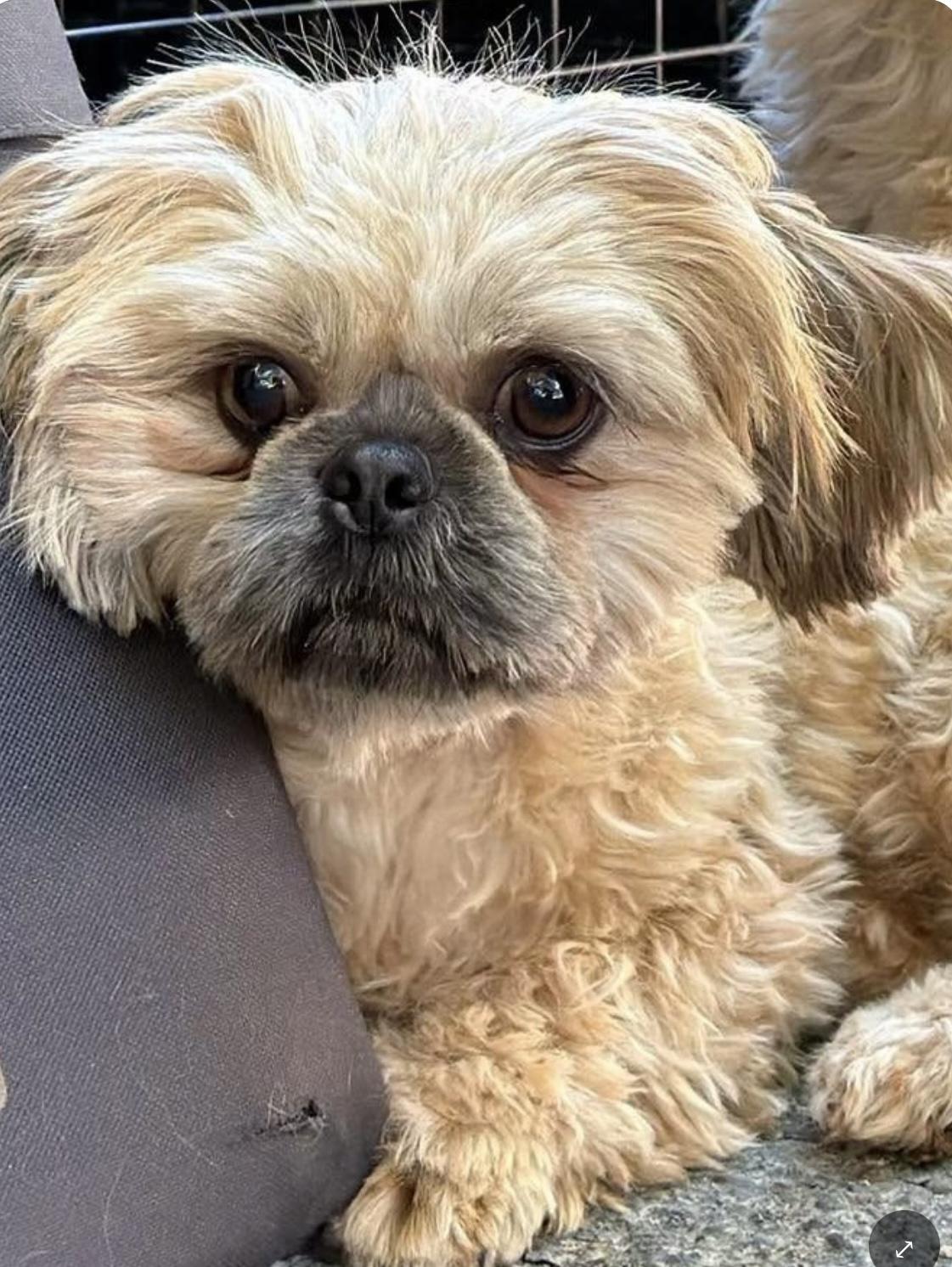 Enlarge Mogli, a Adoptable Shih Tzu in Santa Rosa, CA image 1/1