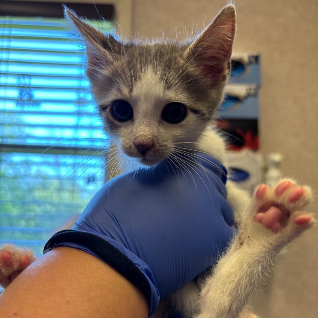 Enlarge Chickasaw Plum, a Adoptable Domestic Short Hair in Carencro, LA image 1/6
