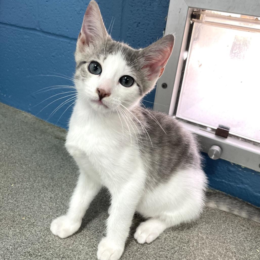 Enlarge Chickasaw Plum, a Adoptable Domestic Short Hair in Carencro, LA image 2/6