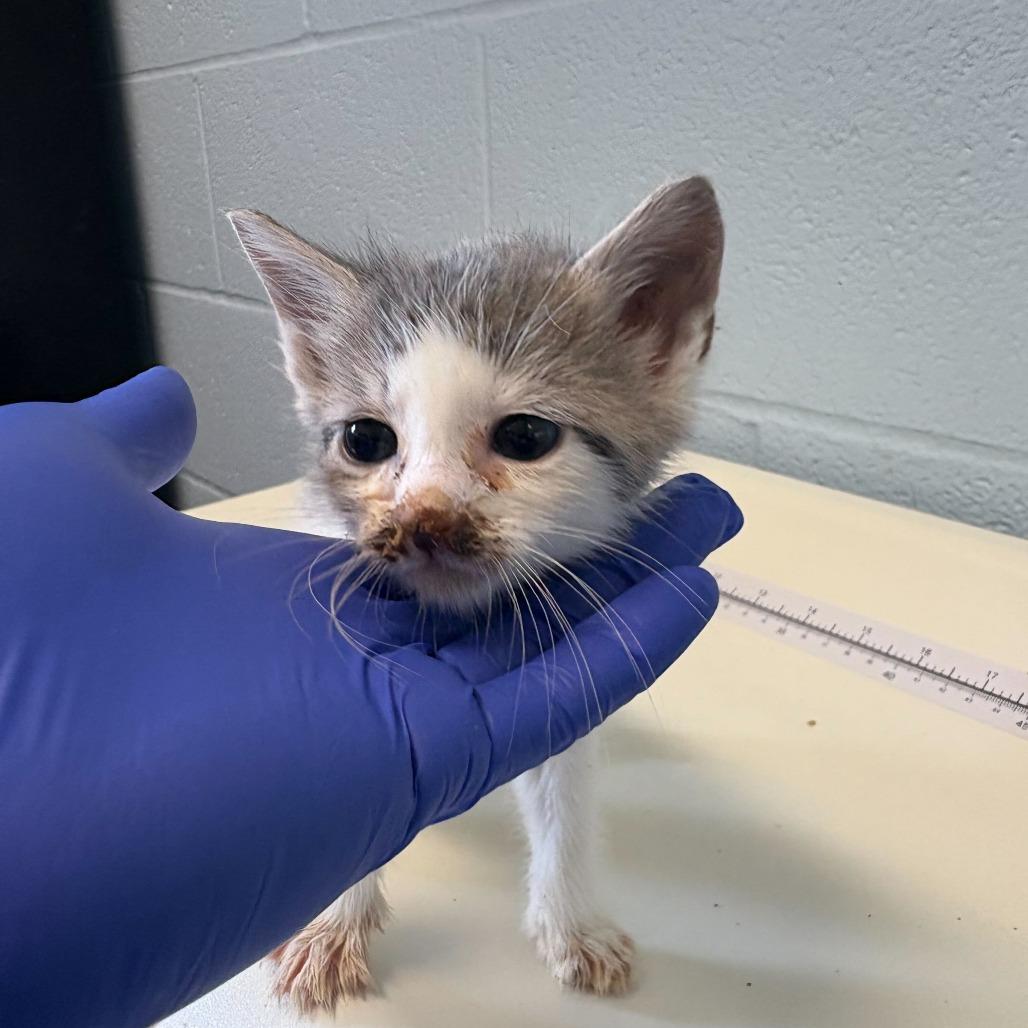 Enlarge Chickasaw Plum, a Adoptable Domestic Short Hair in Carencro, LA image 3/6