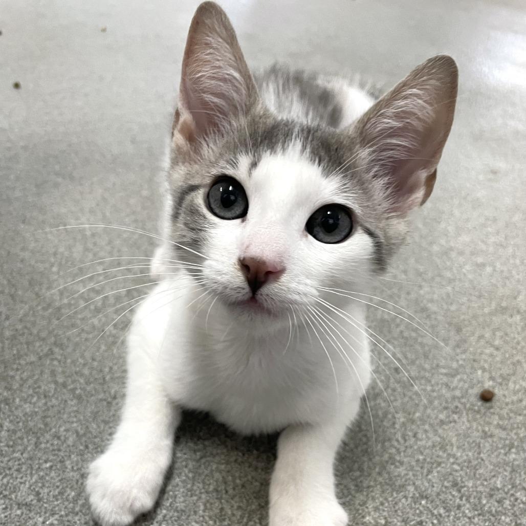 Enlarge Chickasaw Plum, a Adoptable Domestic Short Hair in Carencro, LA image 4/6