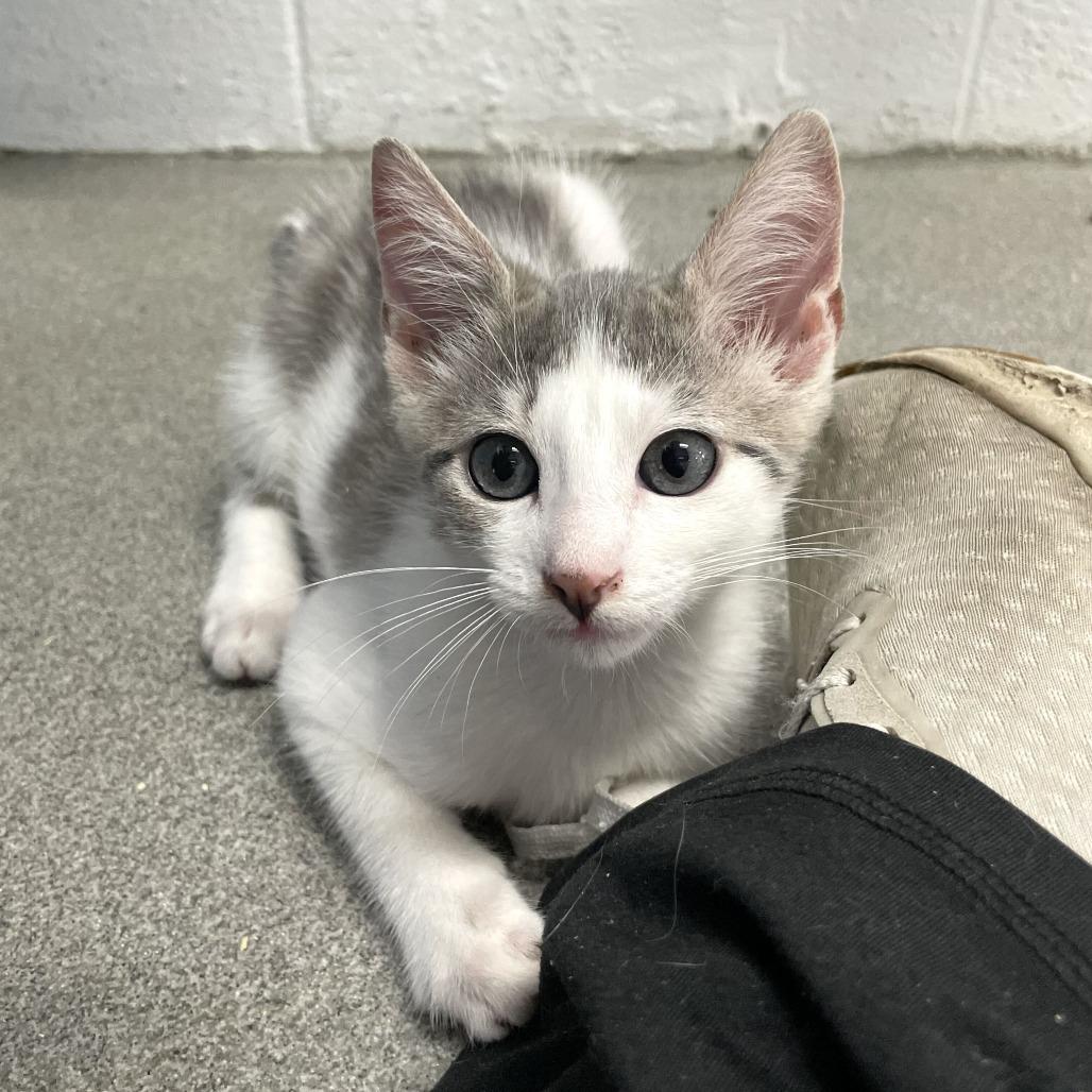 Enlarge Chickasaw Plum, a Adoptable Domestic Short Hair in Carencro, LA image 5/6