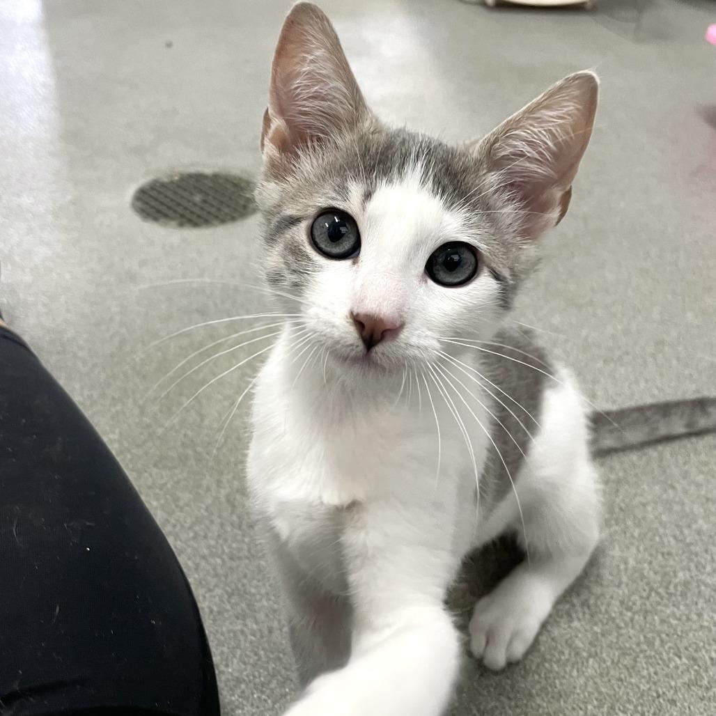 Enlarge Chickasaw Plum, a Adoptable Domestic Short Hair in Carencro, LA image 6/6