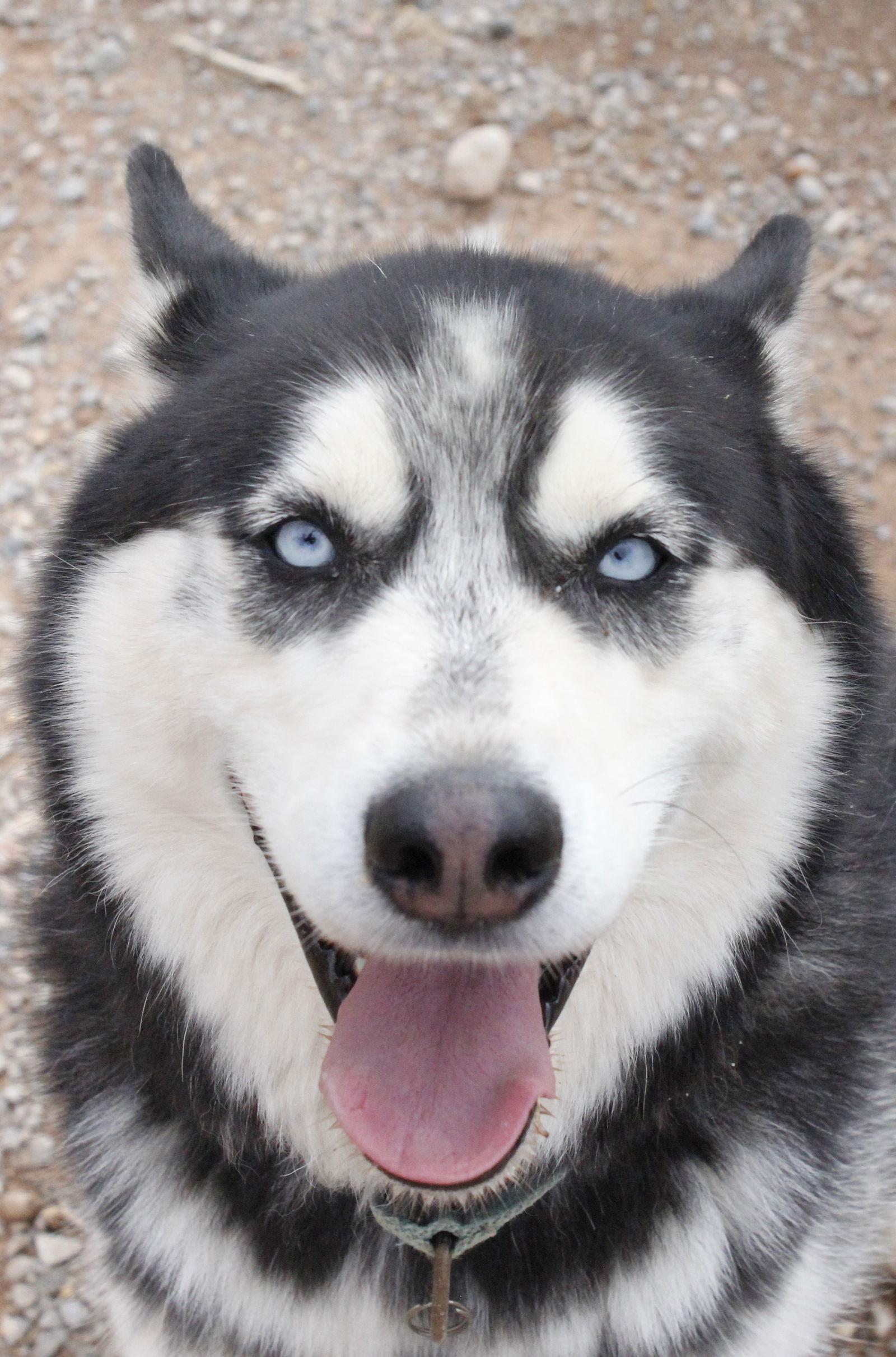 Austin, Adoptable, Senior Male Siberian Husky.