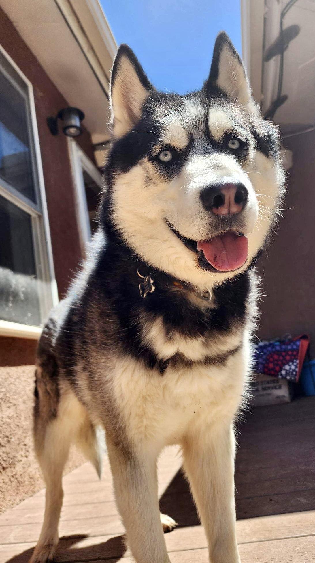 Austin, Adopted, Senior Male Siberian Husky.
