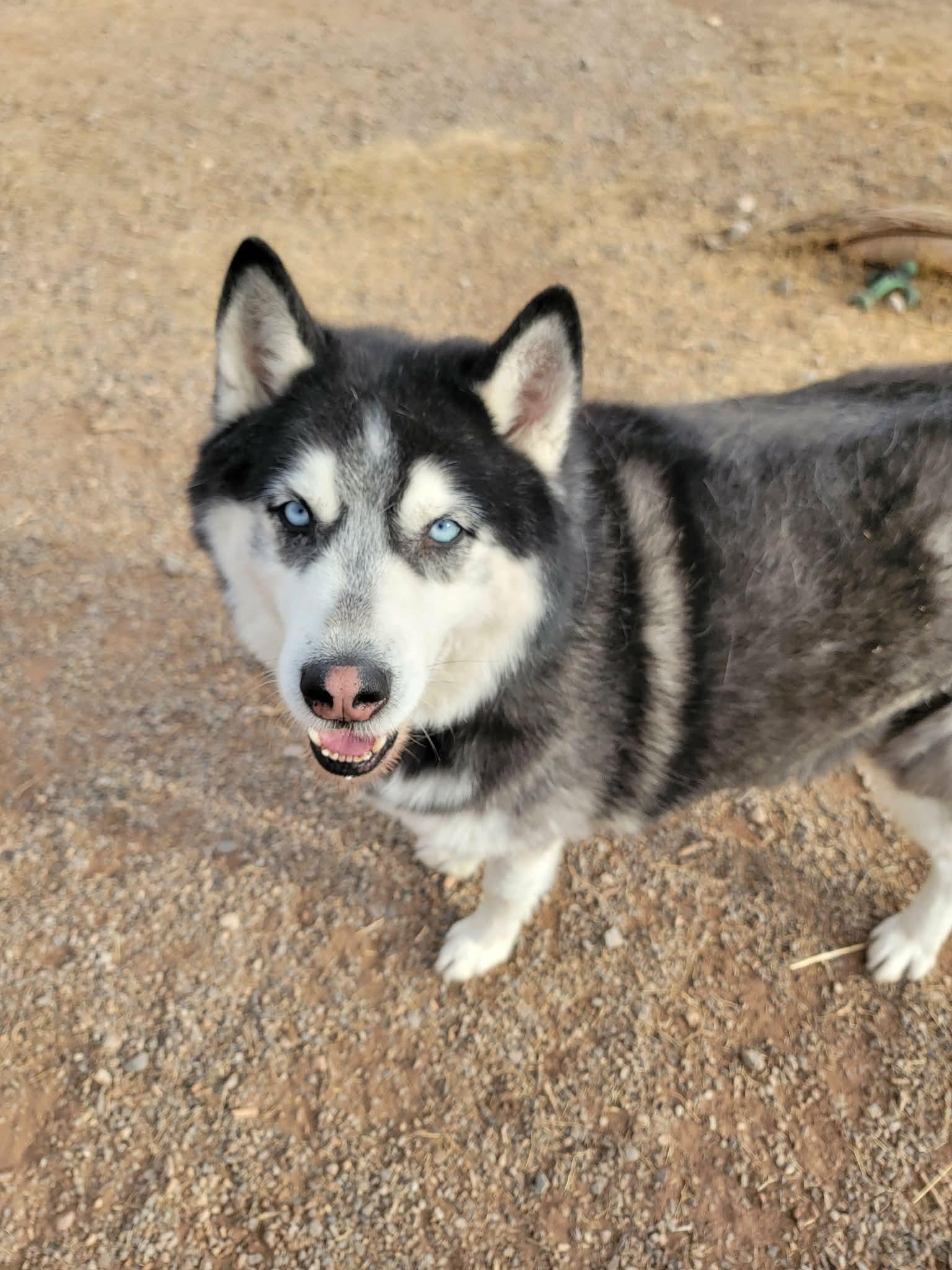 Enlarge Austin, a Adoptable Siberian Husky in Cedar Crest, NM image 1/3