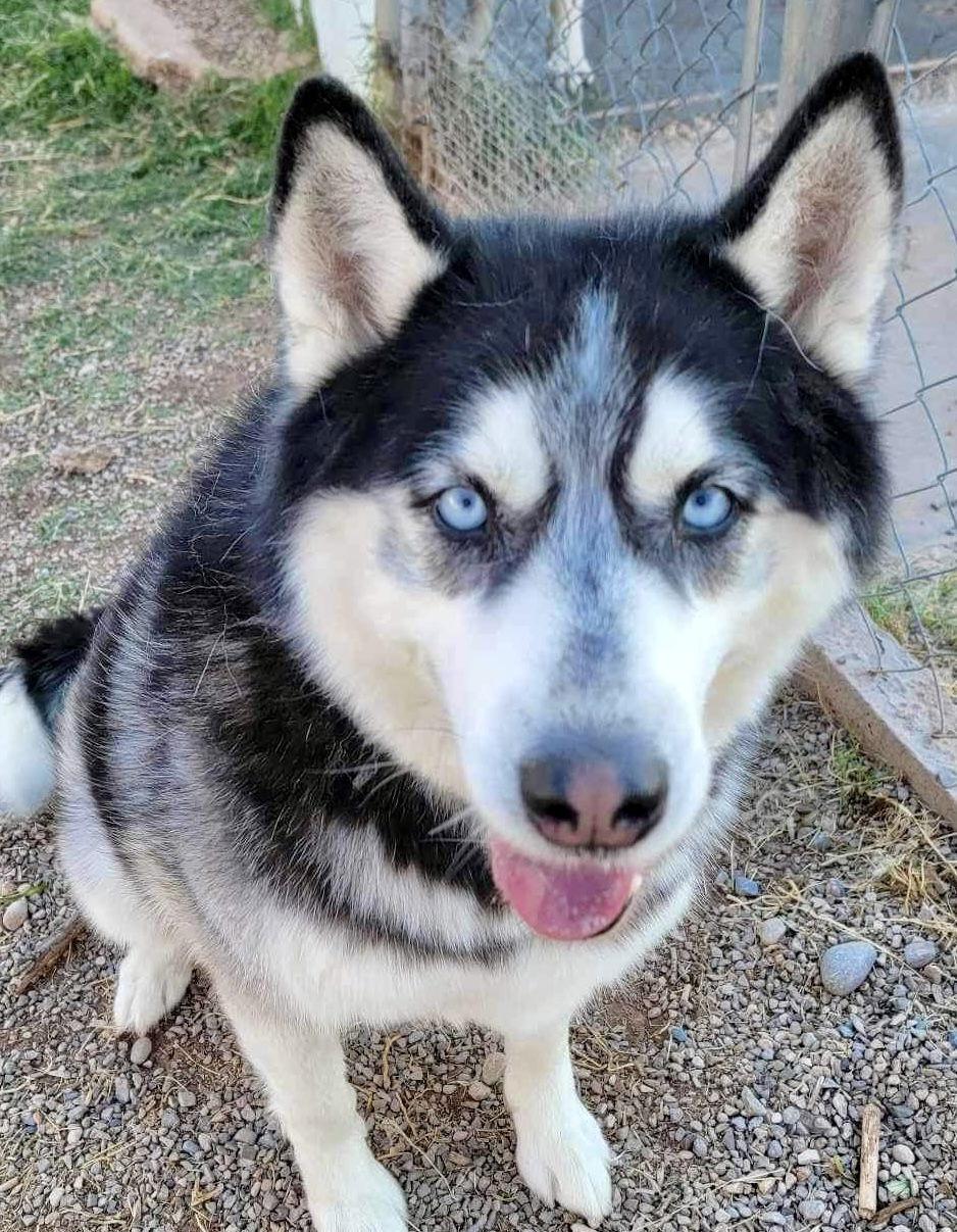Austin, a Adoptable Siberian Husky in Cedar Crest, NM image 3/6