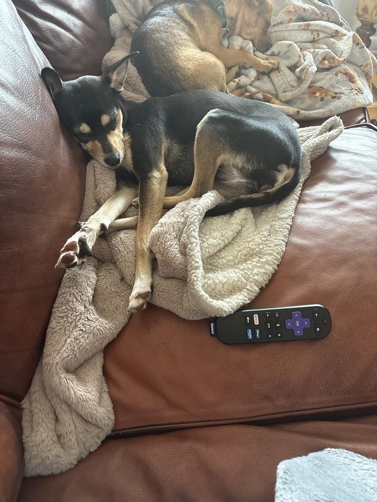 Betty, a Adoptable mixed breed in Orlando, FL image 1/4