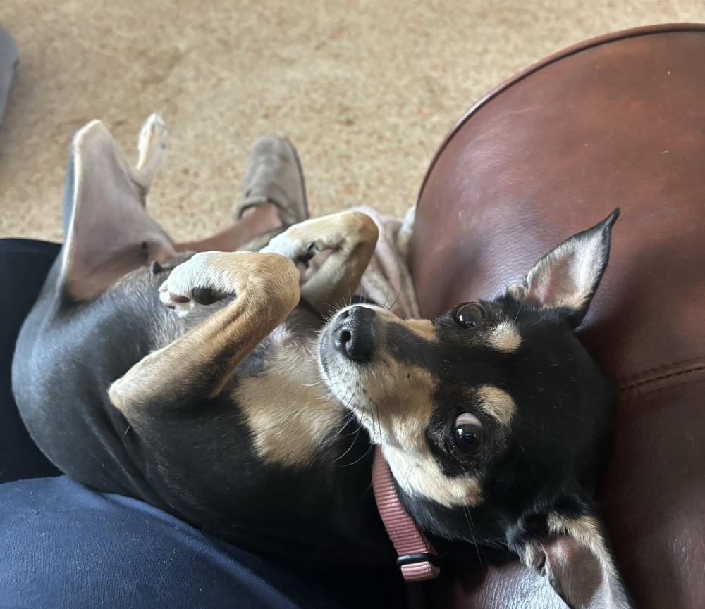 Betty, a Adoptable mixed breed in Orlando, FL image 2/4