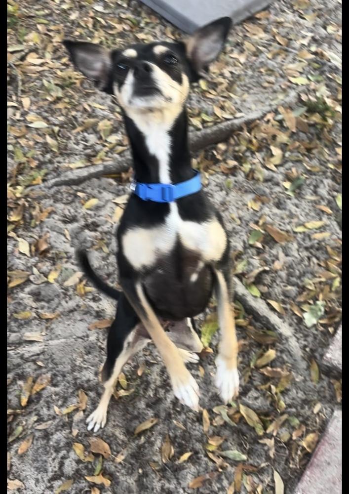 Betty, a Adoptable mixed breed in Orlando, FL image 3/4