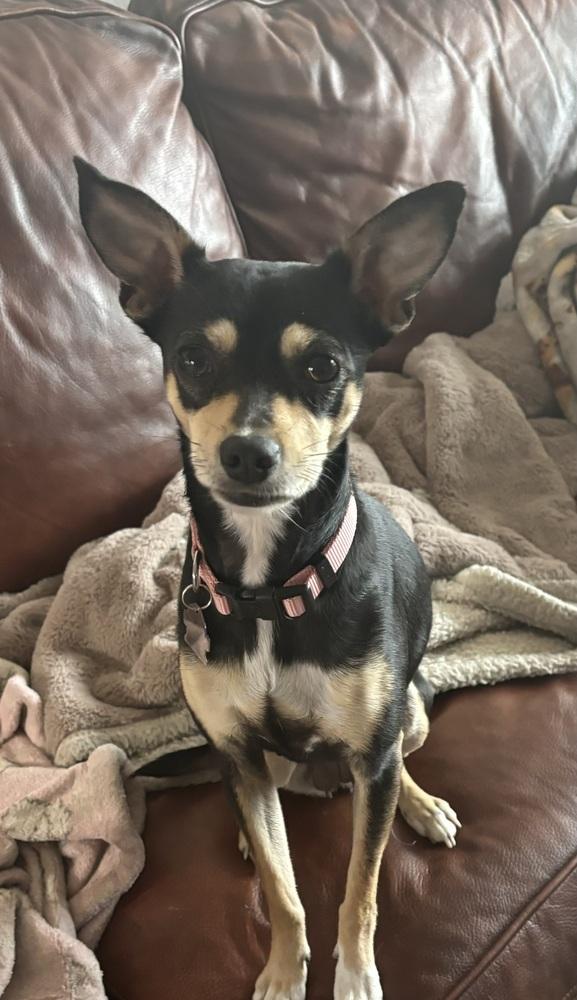 Betty, a Adoptable mixed breed in Orlando, FL image 4/4