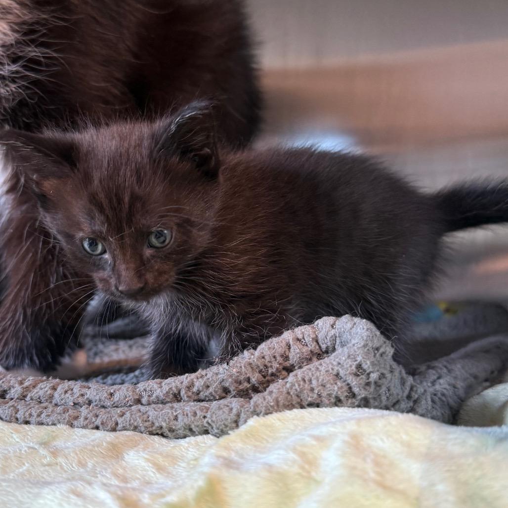 Pepper, Adoptable, Kitten Female Domestic Short Hair.