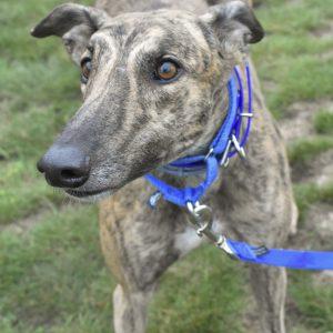 KISSED DA TEACHER, Adopted, Adult Male Greyhound.
