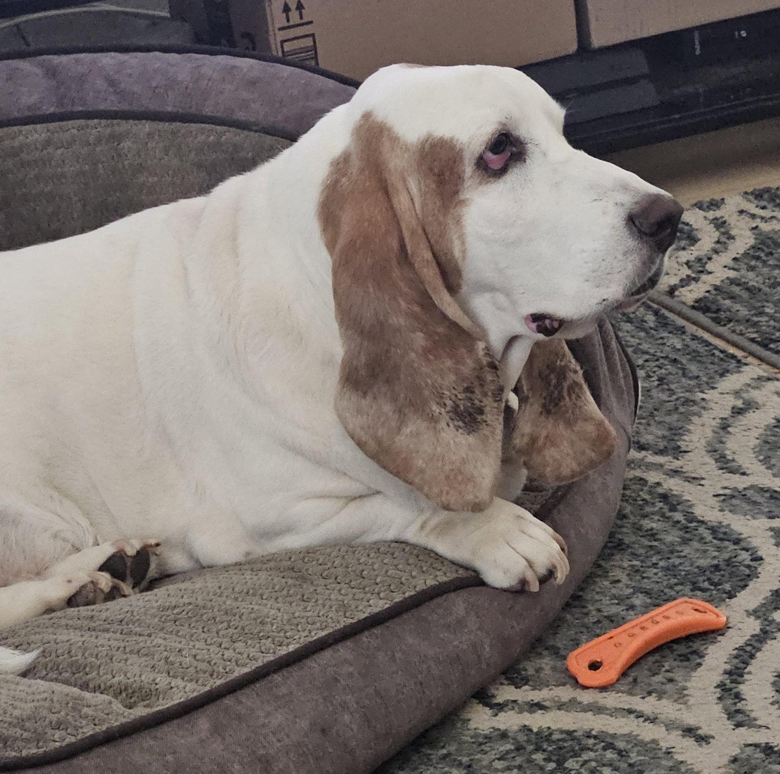 Enlarge Buzz, a Adoptable Basset Hound in Petaluma, CA image 1/3