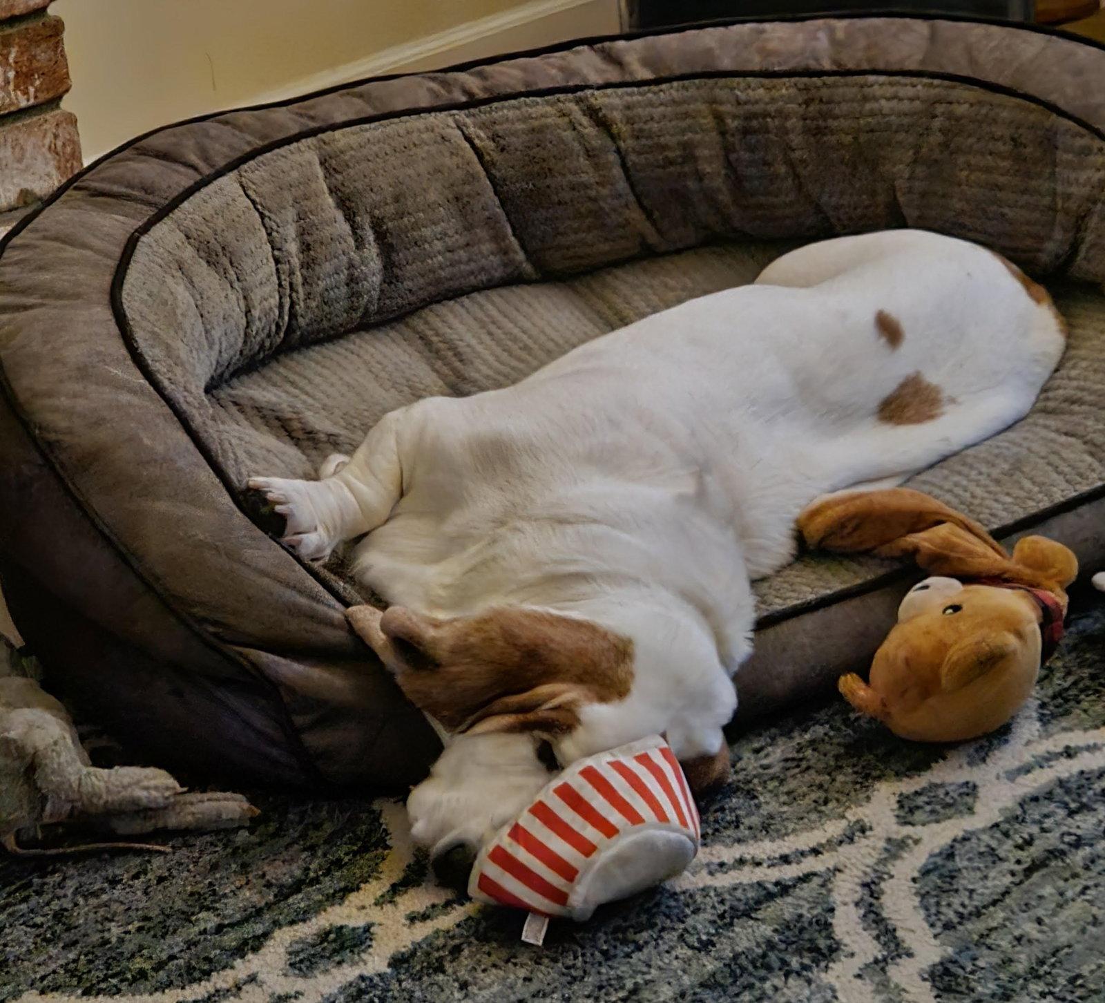 Enlarge Buzz, a Adoptable Basset Hound in Petaluma, CA image 2/3