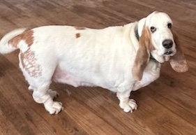Enlarge Buzz, a Adoptable Basset Hound in Petaluma, CA image 3/3