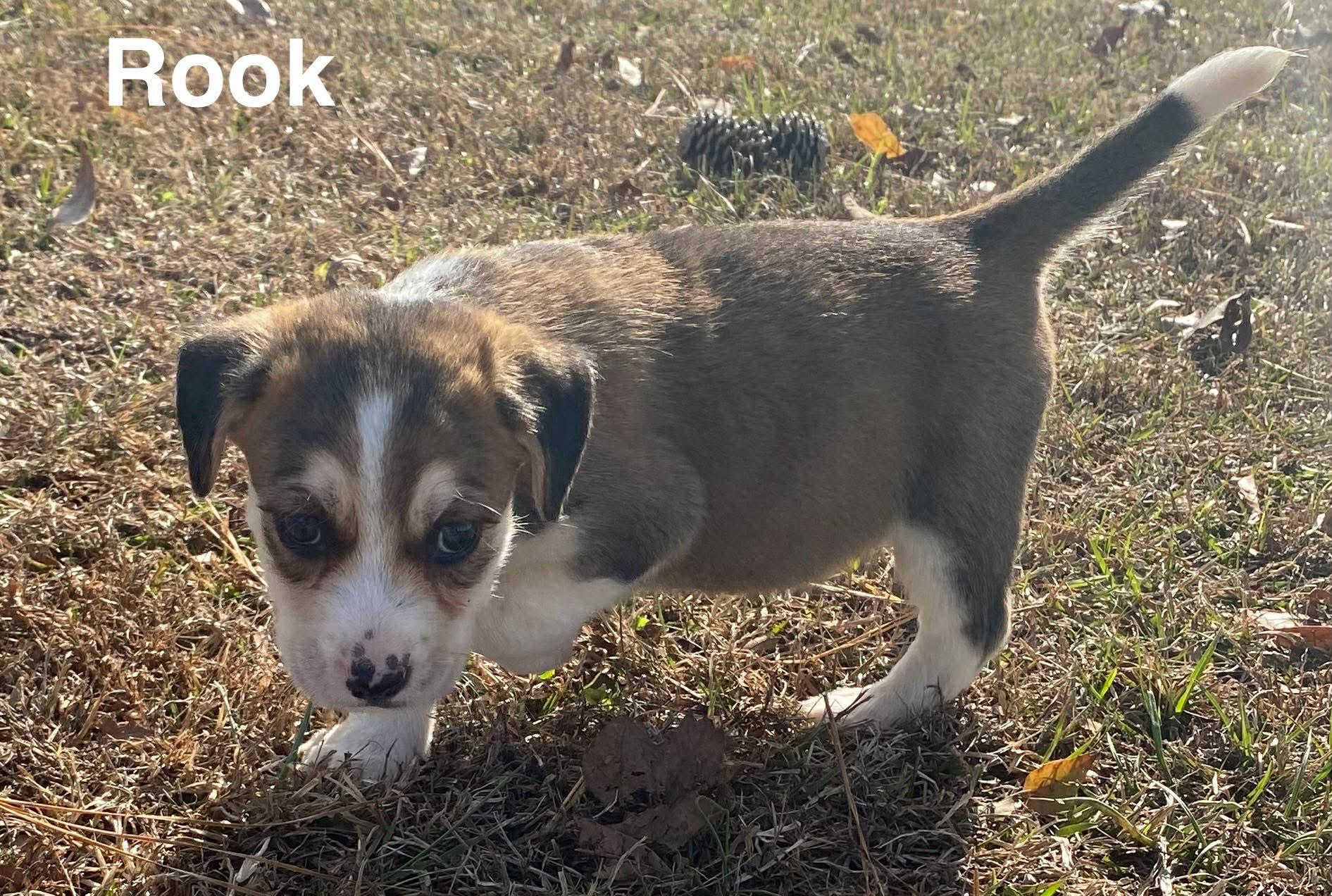 Enlarge Rook, a Adoptable mixed breed in marshfield, MA image 2/3