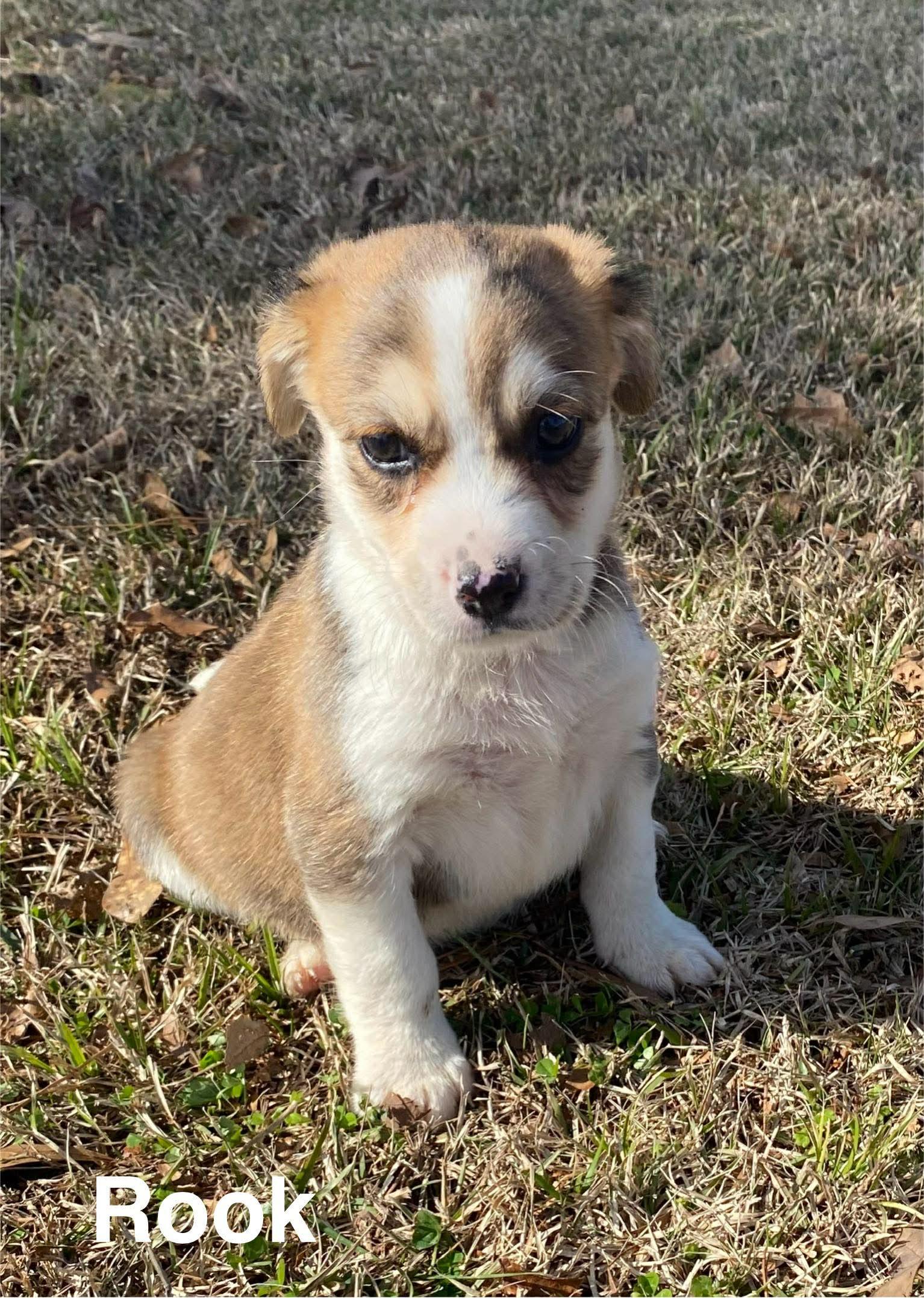 Enlarge Rook, a Adoptable mixed breed in marshfield, MA image 1/3