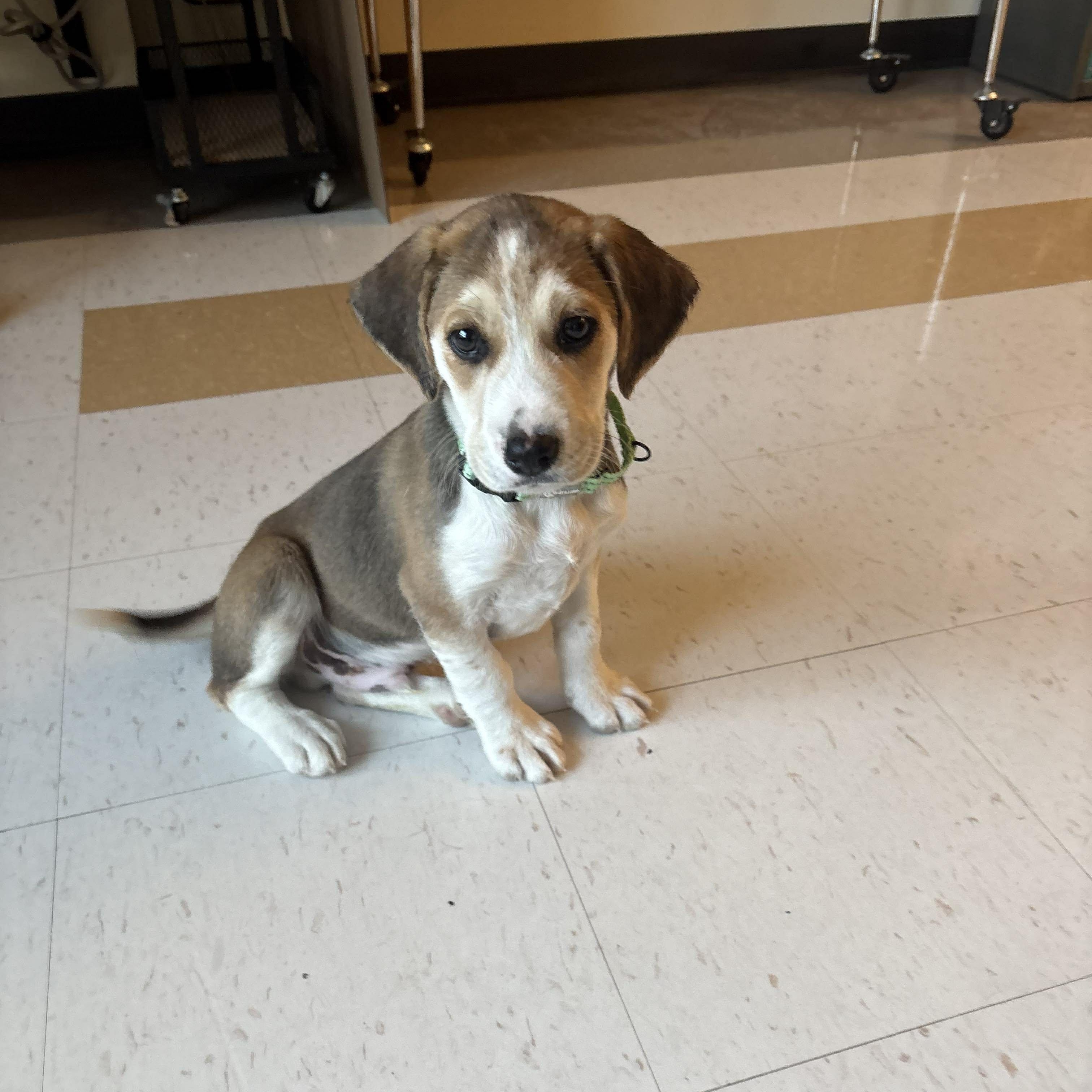 Rook, Adoptable, Puppy Male Beagle.