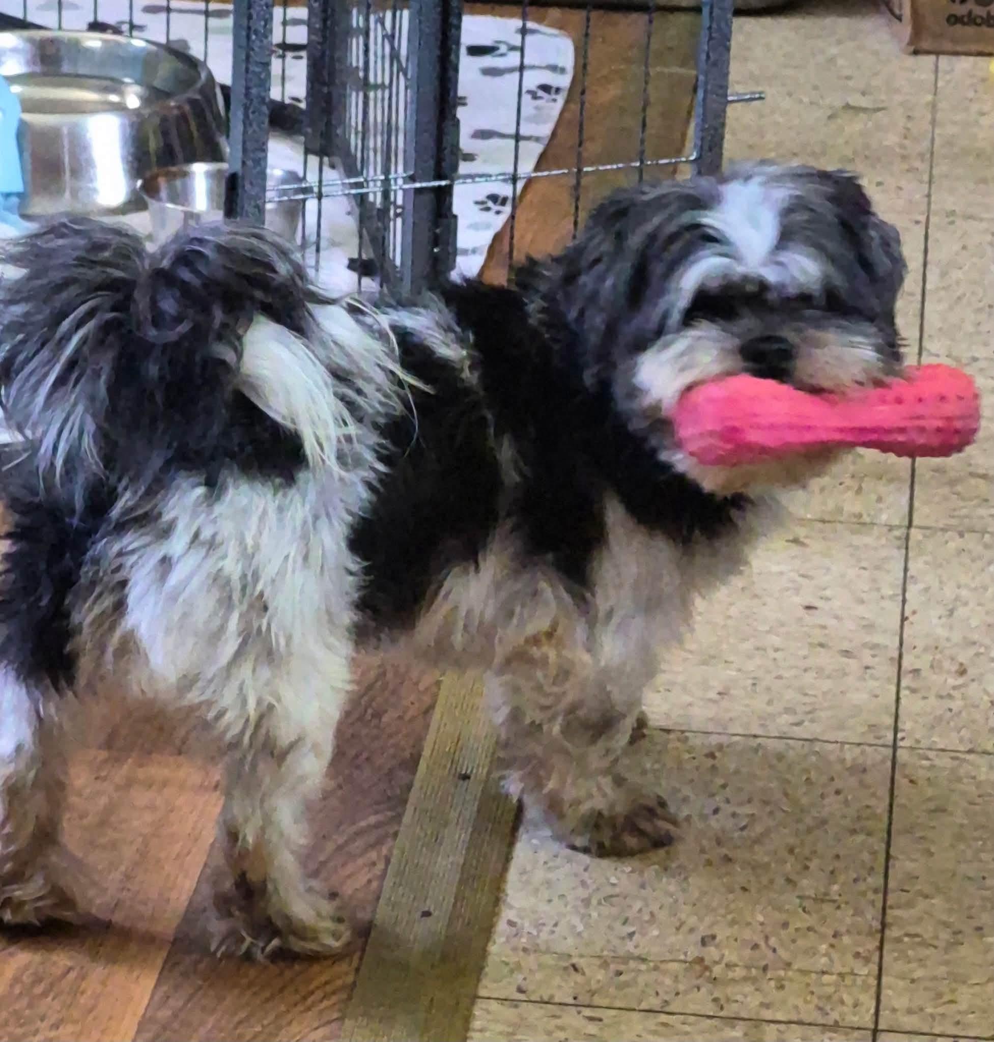 Shelley. ADOPT PENDING, ADOPTABLE, Adult Female Shih Tzu.