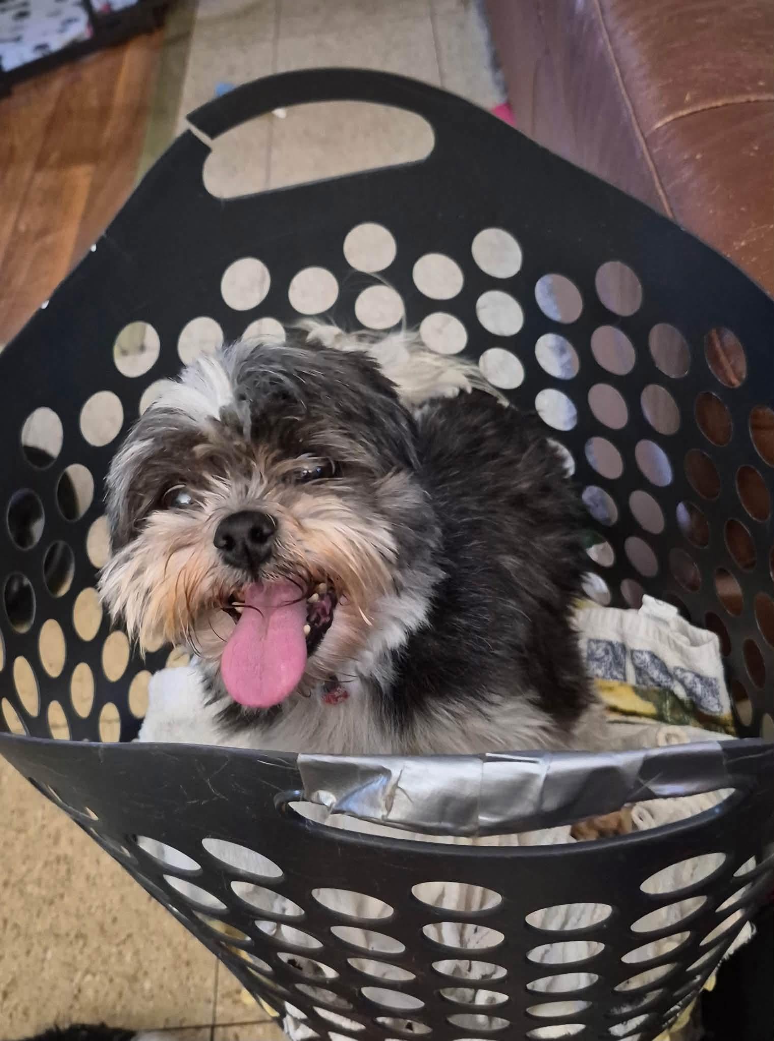 Shelley. ADOPT PENDING, a ADOPTABLE Shih Tzu in Union Grove, WI image 2/4