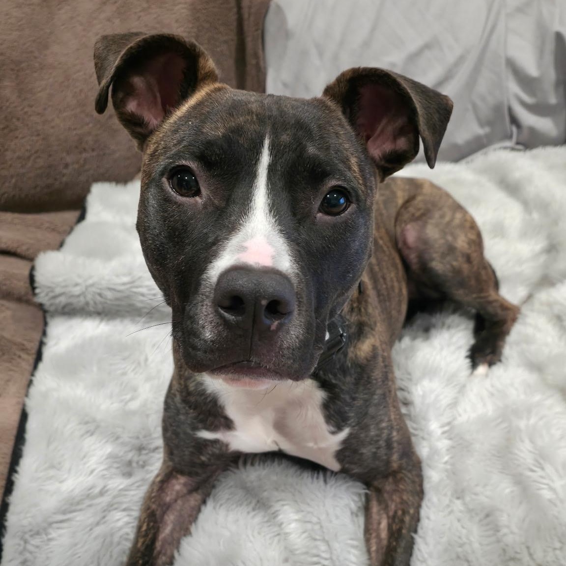 Luna, Adoptable, Young Female Pit Bull Terrier & American Staffordshire Terrier.