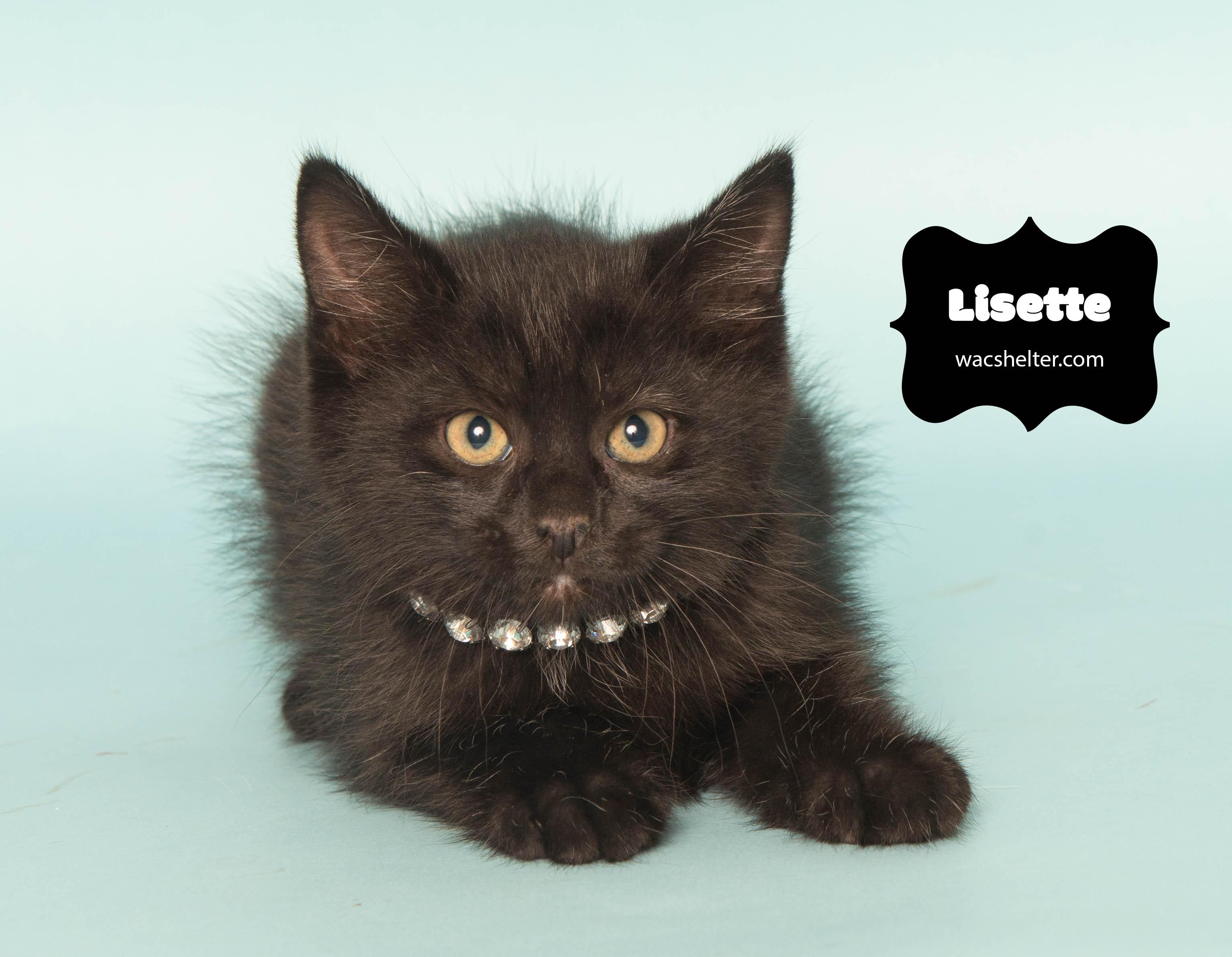 LISETTE (Loves to play), Adoptable, Young Female Domestic Short Hair.