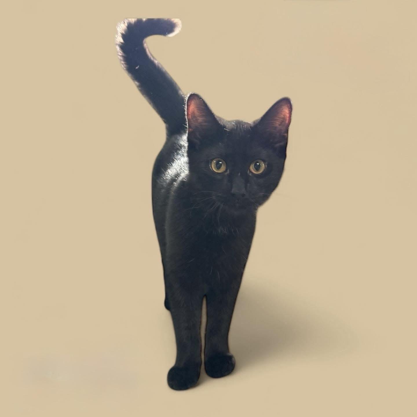 LISETTE (Loves to play), Adoptable, Young Female Domestic Short Hair.