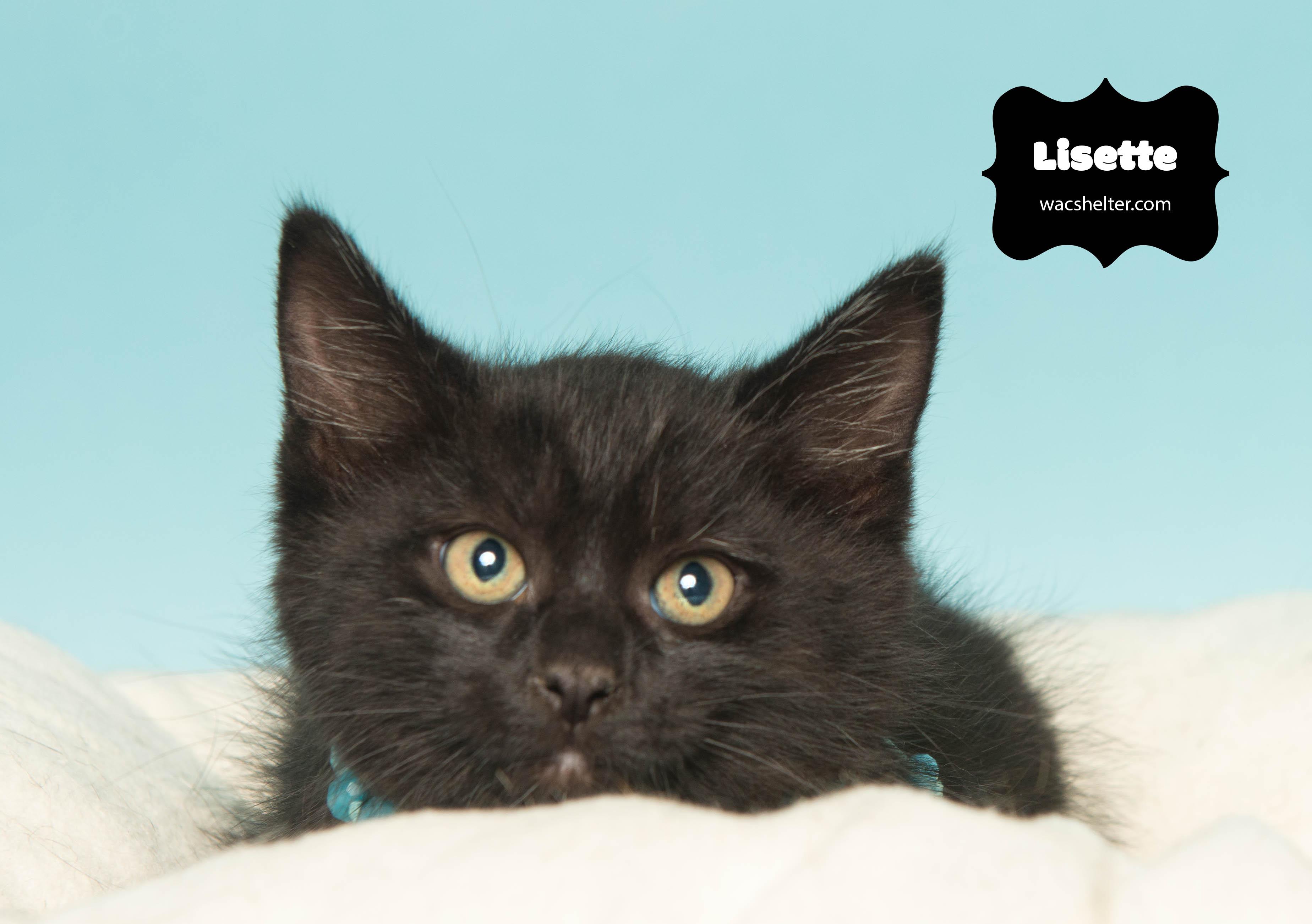 LISETTE (Loves to play), a Adoptable Domestic Short Hair in Wyandotte, MI image 2/3
