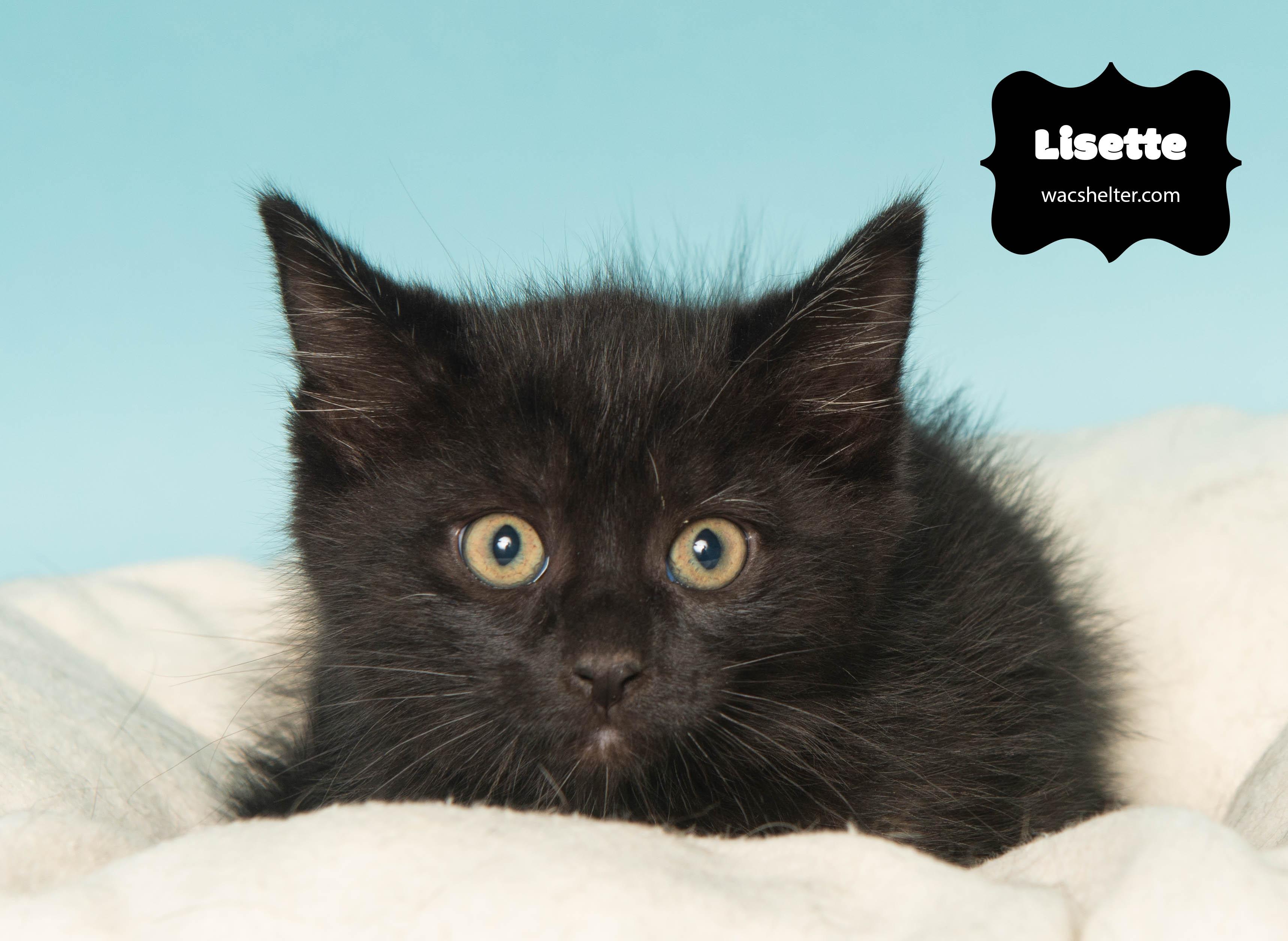 LISETTE (Loves to play), a Adoptable Domestic Short Hair in Wyandotte, MI image 3/3