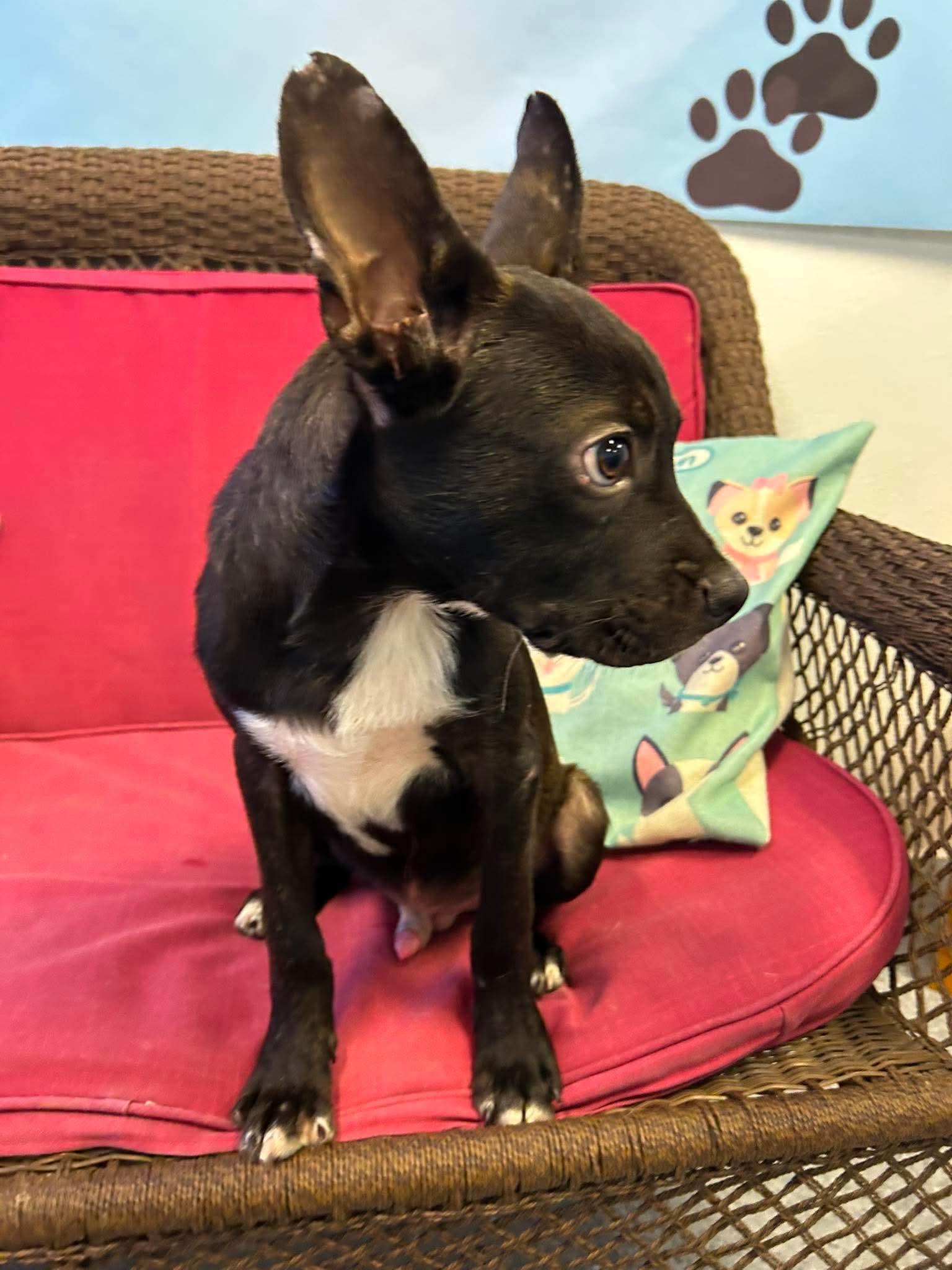 Carl Dean, Adoptable, Young Male Boston Terrier.