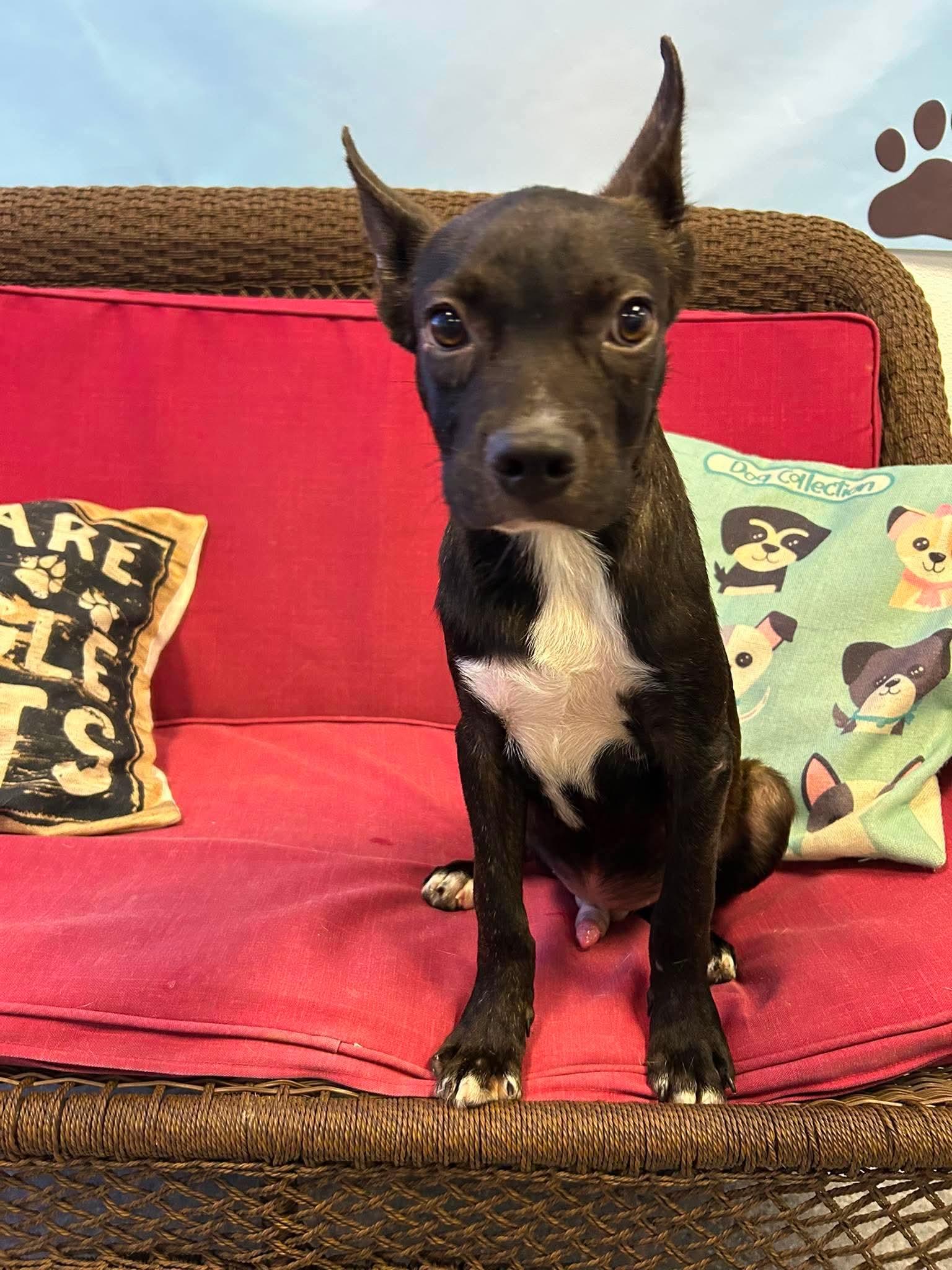 Enlarge Carl Dean, a Adoptable Boston Terrier in Steeleville, IL image 3/3