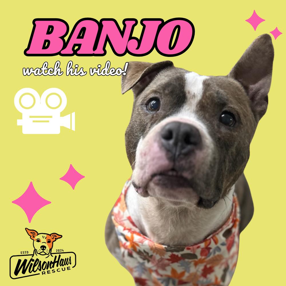 Banjo, adoptable, Senior Male Terrier.