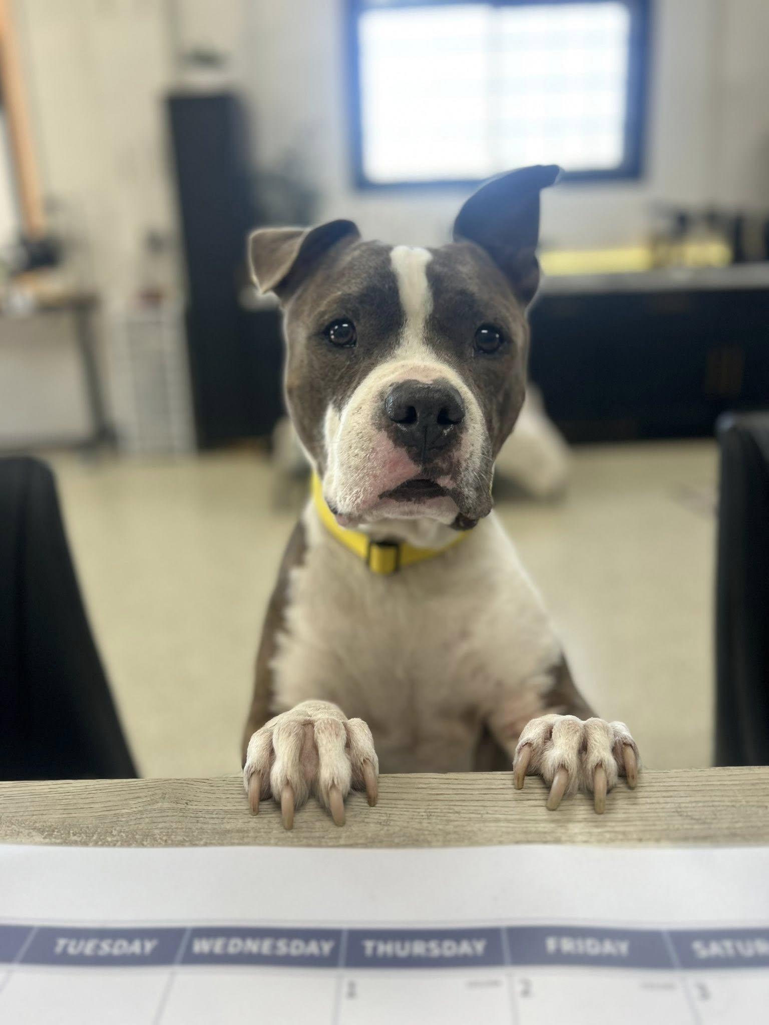 Banjo, an adoptable Terrier in Appleton, WI, 54915 | Photo Image 4