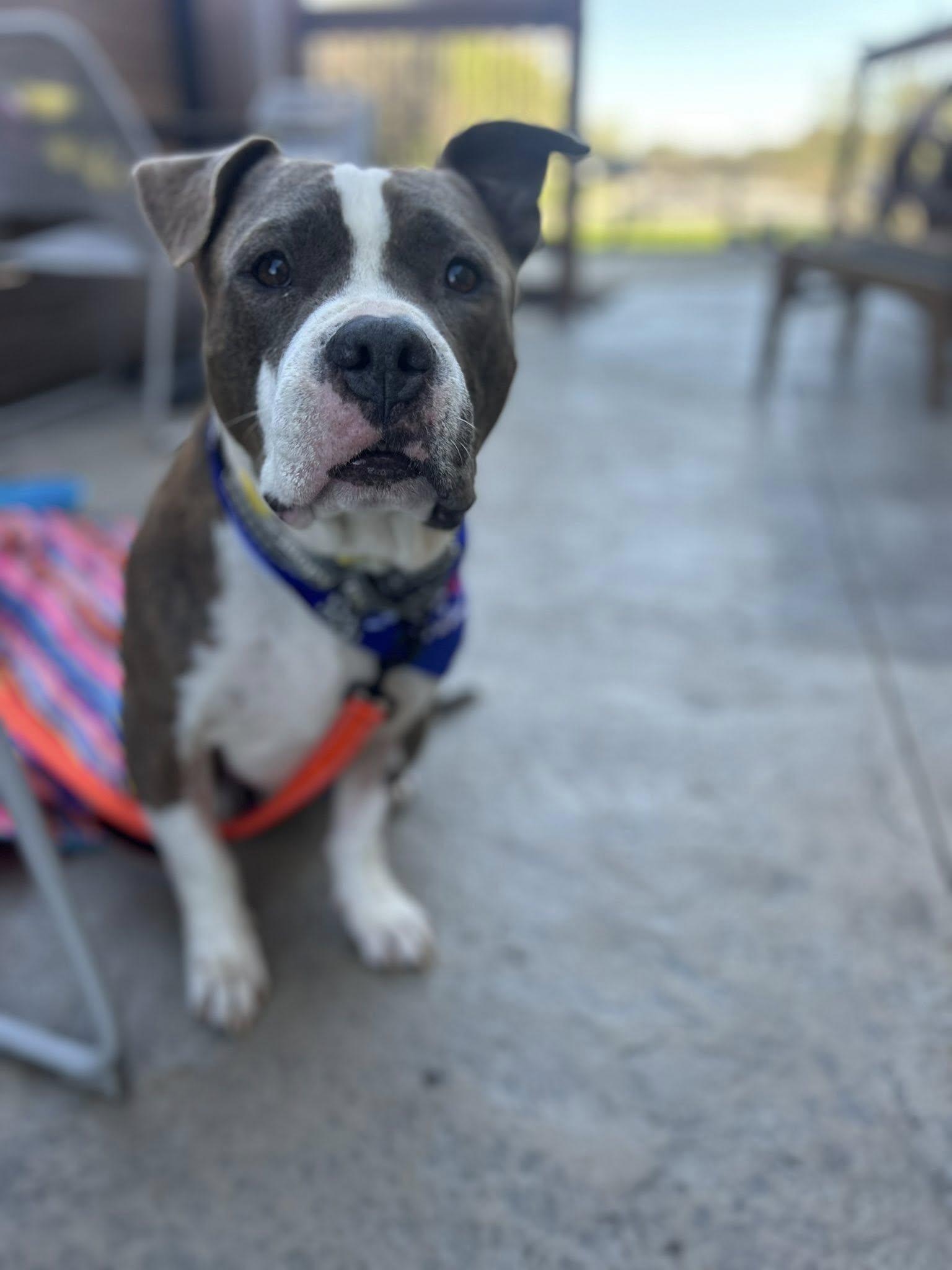 Banjo, an adoptable Terrier in Appleton, WI, 54915 | Photo Image 3