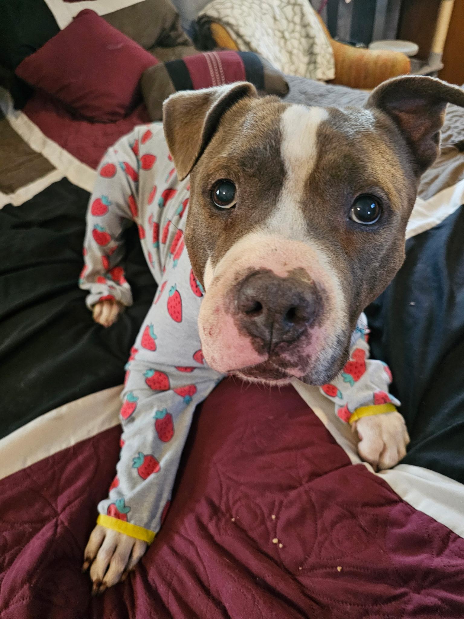 Enlarge Banjo, an adoptable mixed breed in Appleton, WI image 2/5