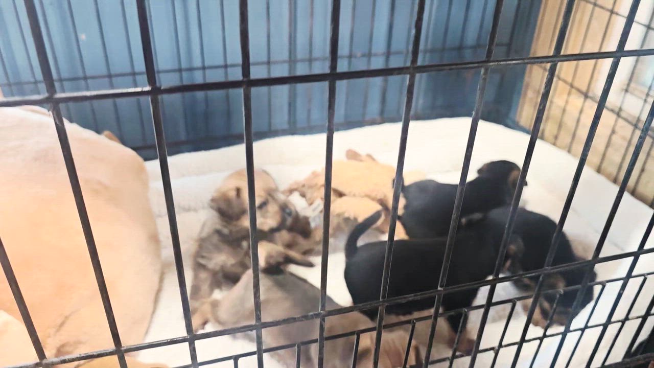 Enlarge Ninja PICS COMING SOON, a Adopted Cairn Terrier in Athens, AL video 1/1