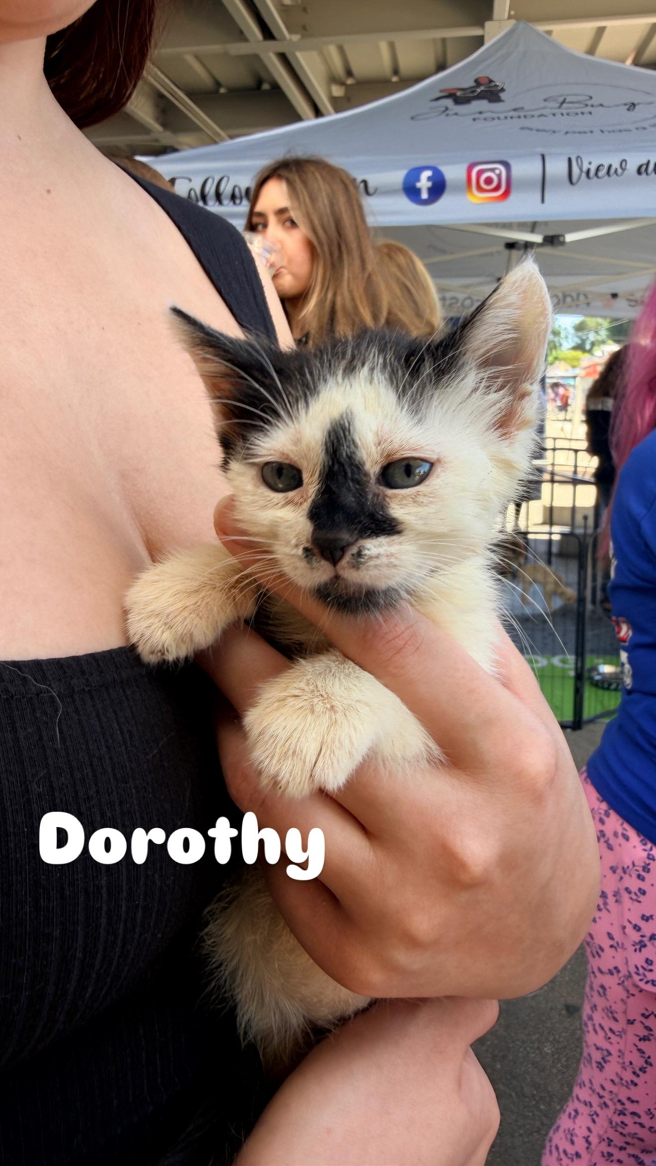 Dorothy, ADOPTABLE, Kitten Female Domestic Short Hair.