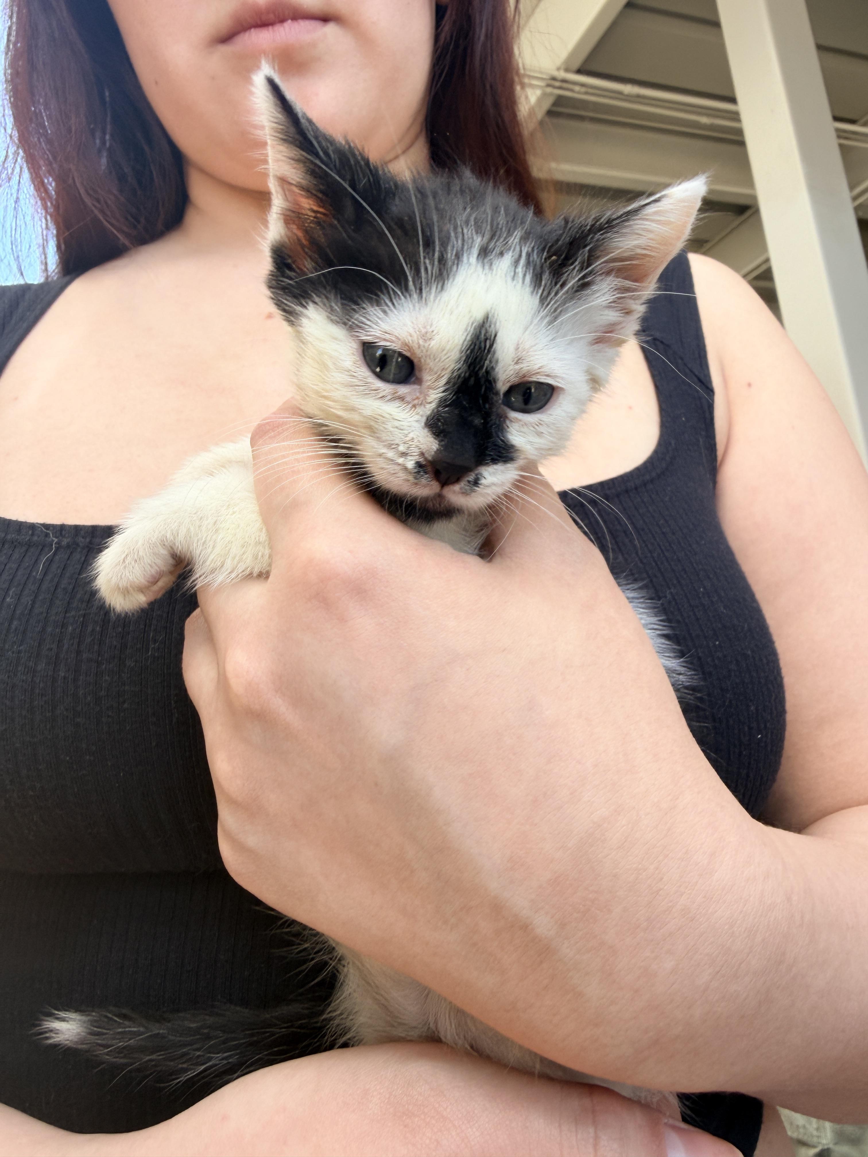 Dorothy, a ADOPTABLE Domestic Short Hair in Penryn, CA image 4/4