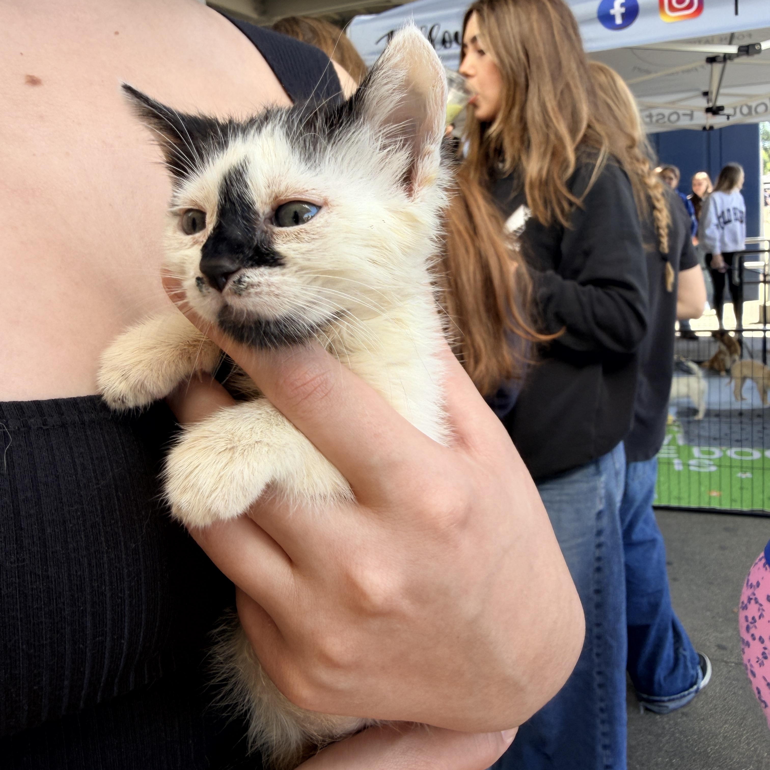 Dorothy, a ADOPTABLE Domestic Short Hair in Penryn, CA image 3/4