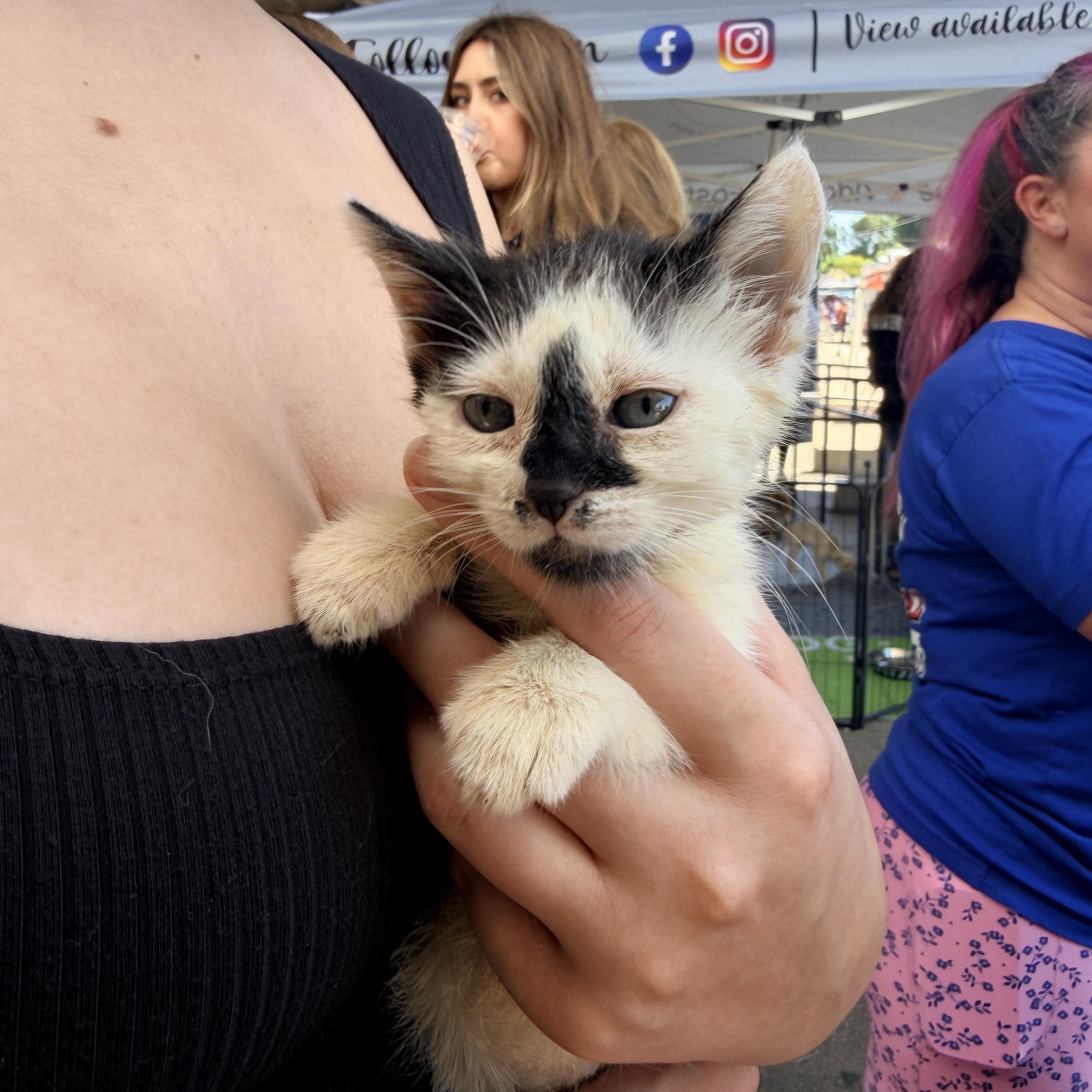Dorothy, a ADOPTABLE Domestic Short Hair in Penryn, CA image 2/4
