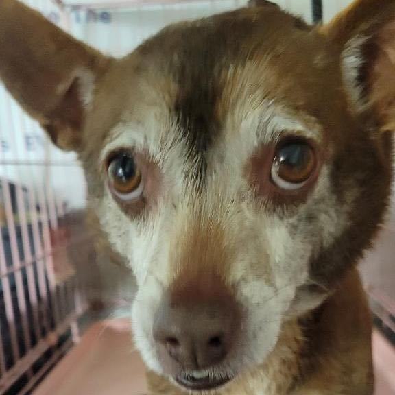 Taz, Adoptable, Adult Male Chiweenie.