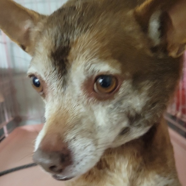 Taz, a Adoptable Chiweenie in Garland, TX image 3/3