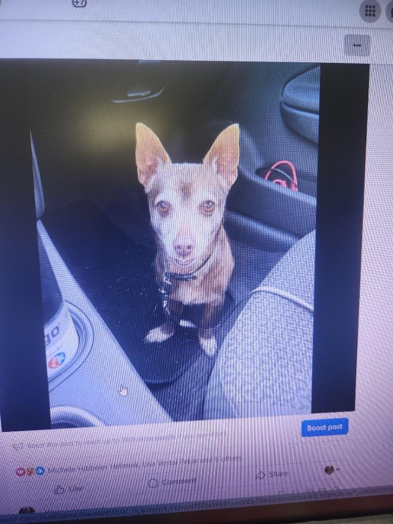 Taz, a Adoptable Chiweenie in Garland, TX image 2/3