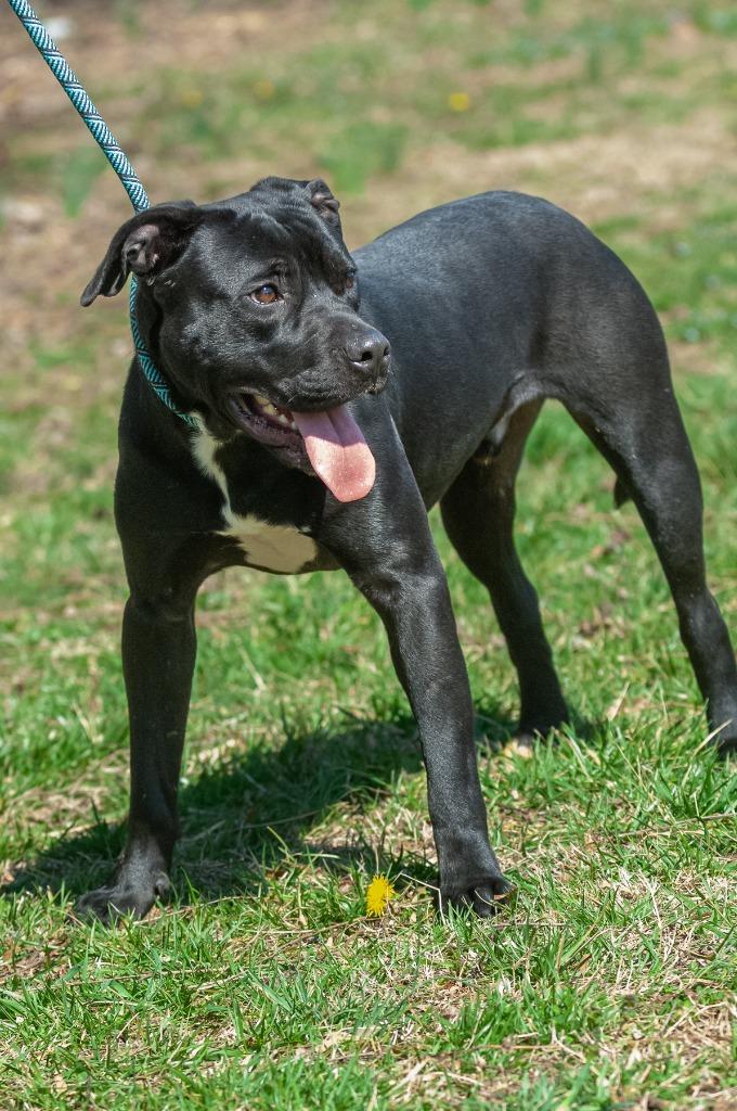 Caleb, Adoptable, Young Male Pit Bull Terrier.
