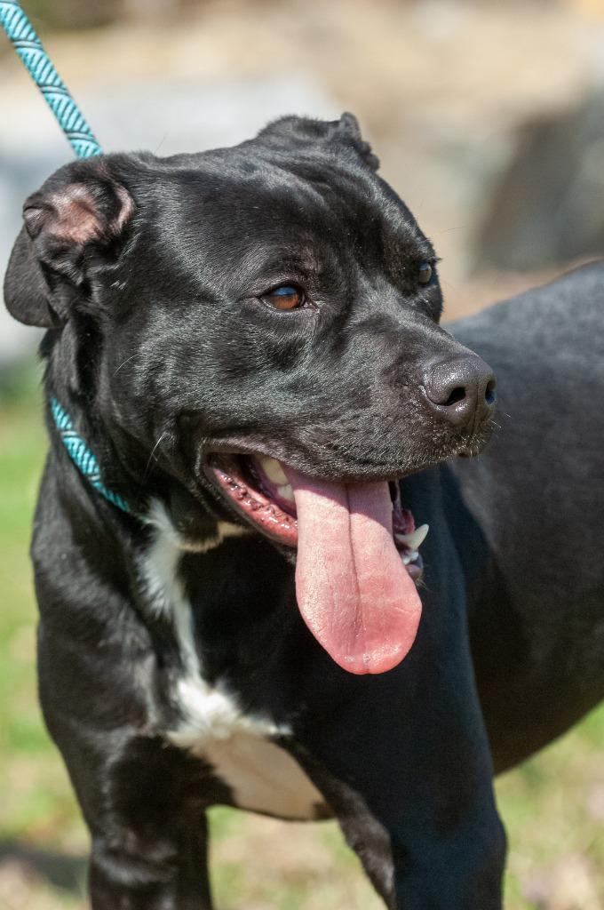 Enlarge Caleb, a Adoptable mixed breed in Johnson City, TN image 2/3